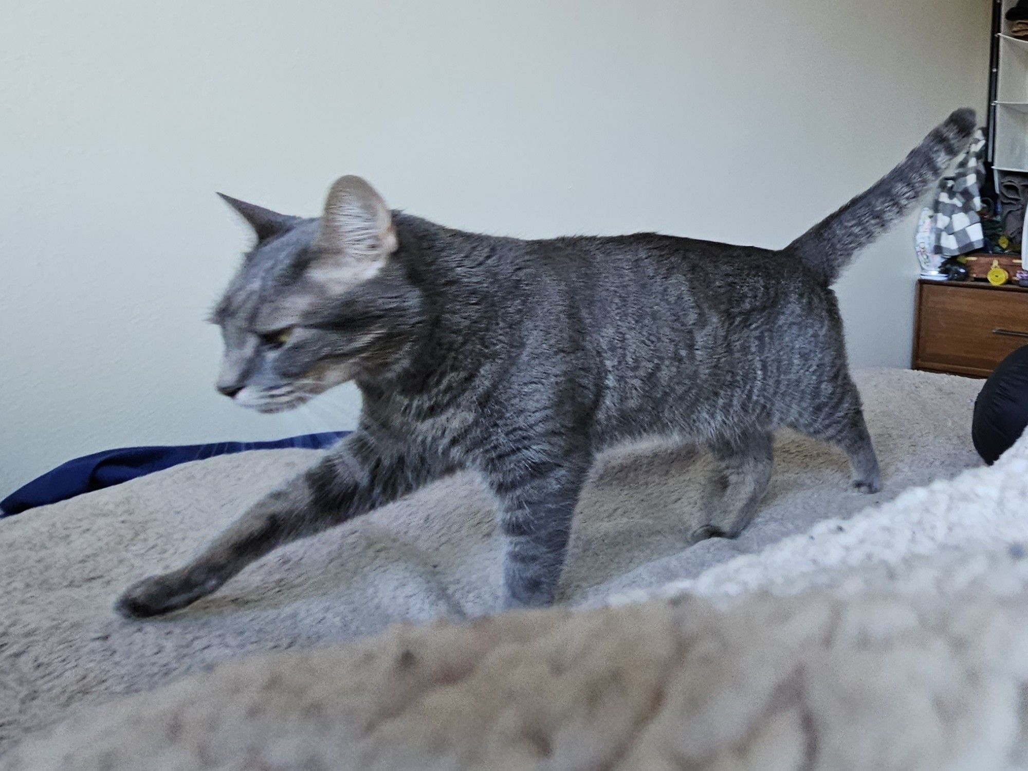 A blurry motion shot of a Grey striped cat stalking along a bed.