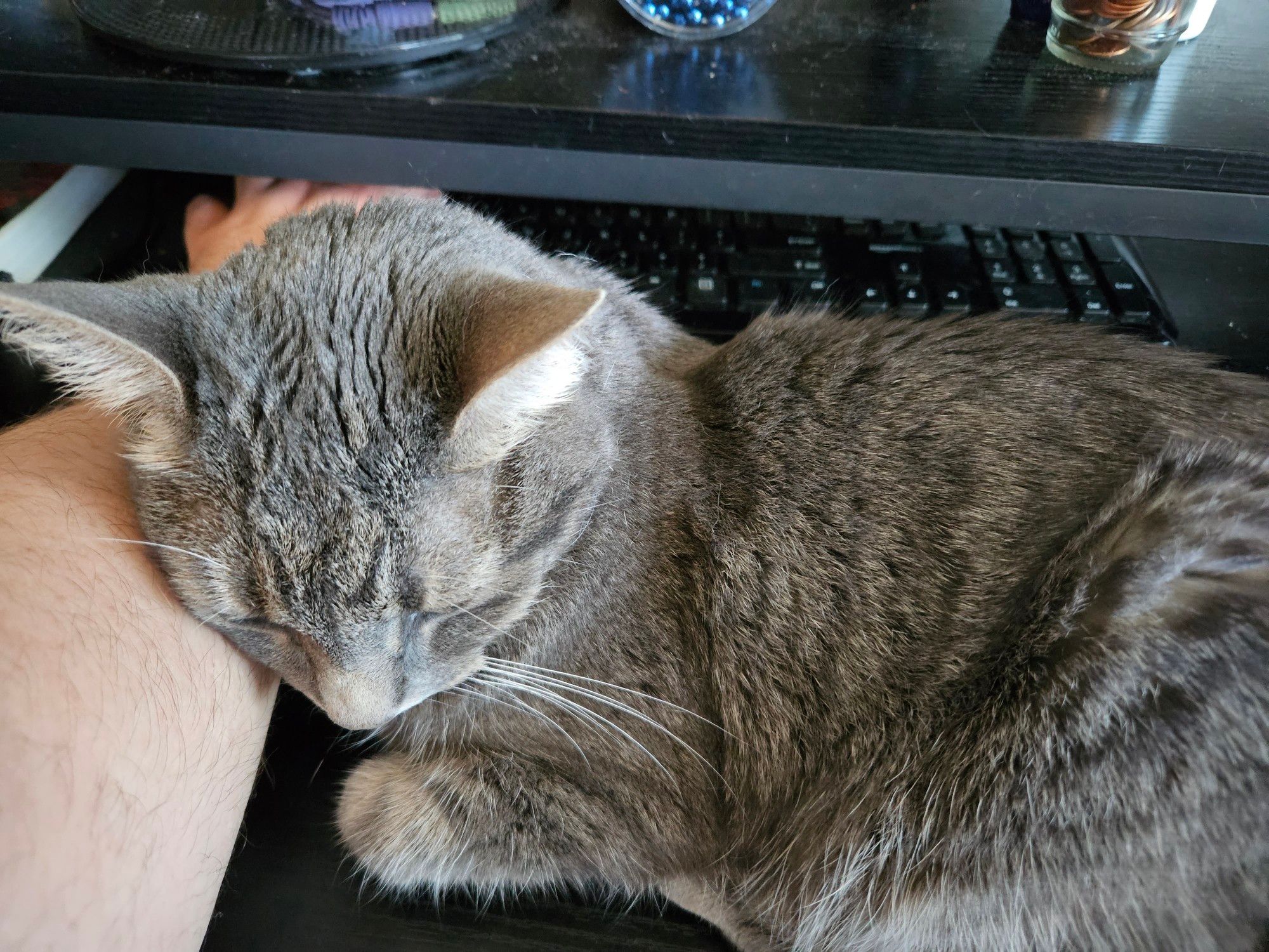 The same Grey cat, contentedly napping on a computer desk, her head resting on a man's arm while he uses the keyboard.