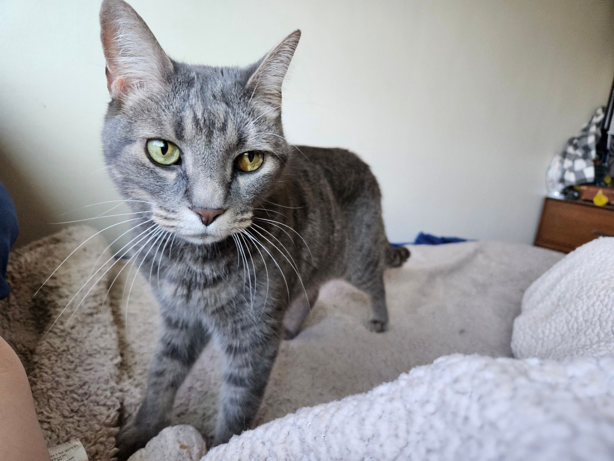 The same cat, right up close to the camera, her cougar-like face with an expression of "I am so done with your shit."