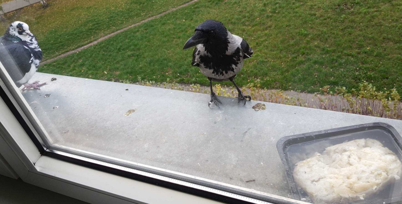 A photograph, taken through the window, of a window sill with a pied black feral pigeon on the left and a hooded crow in the middle. There is a water container with a bread roll that has absorbed a lot of water on the right.