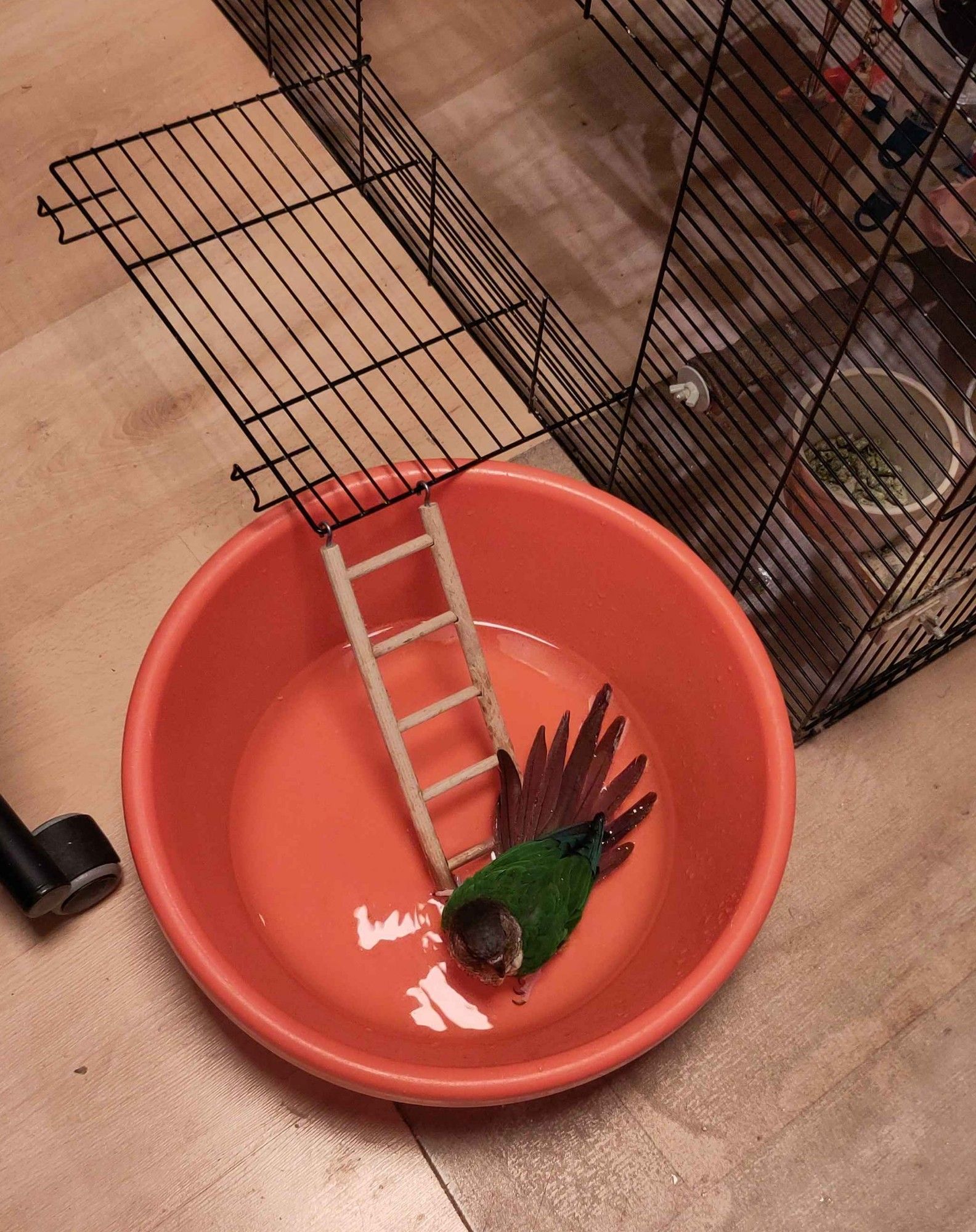 A photo of a Green Cheek Conure in a large orange plastic bowl on the floor, accessed by a ladder hooked to the open door of his cage. The visible cage is only the top part, mid clean