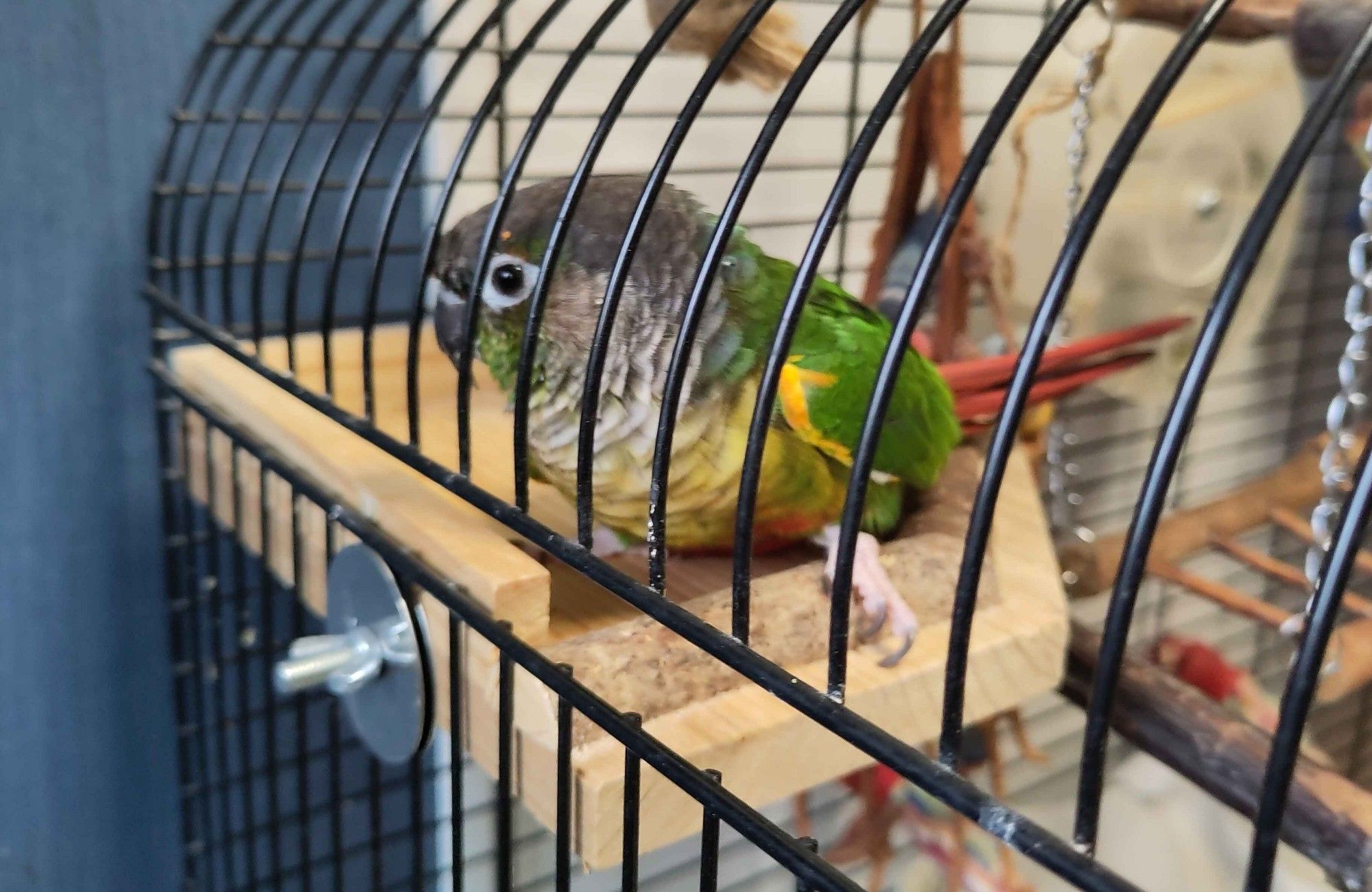 A Green Cheek conure inside his cage on a flat wooden shelf, that has a small sort of ledge all around the edge, where he's resting a foot