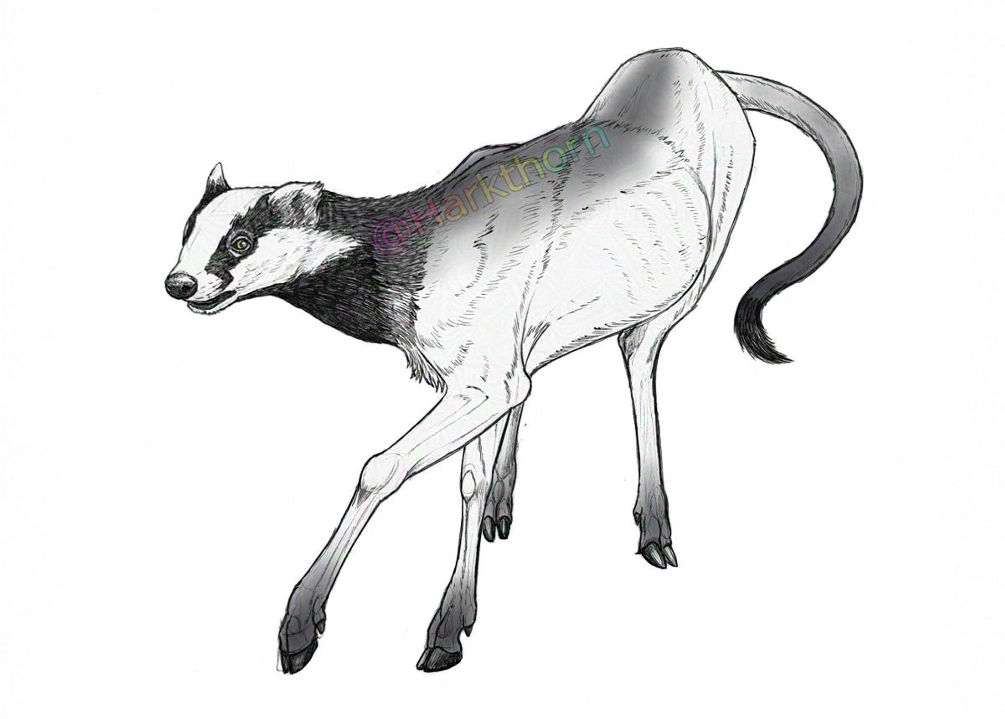 A black ballpoint sketch of a leucrotta from Dungeons and Dragons, but with a European badger head, instead of an American one. The body is cervine, and the tail that of a lion, and it is mid walk