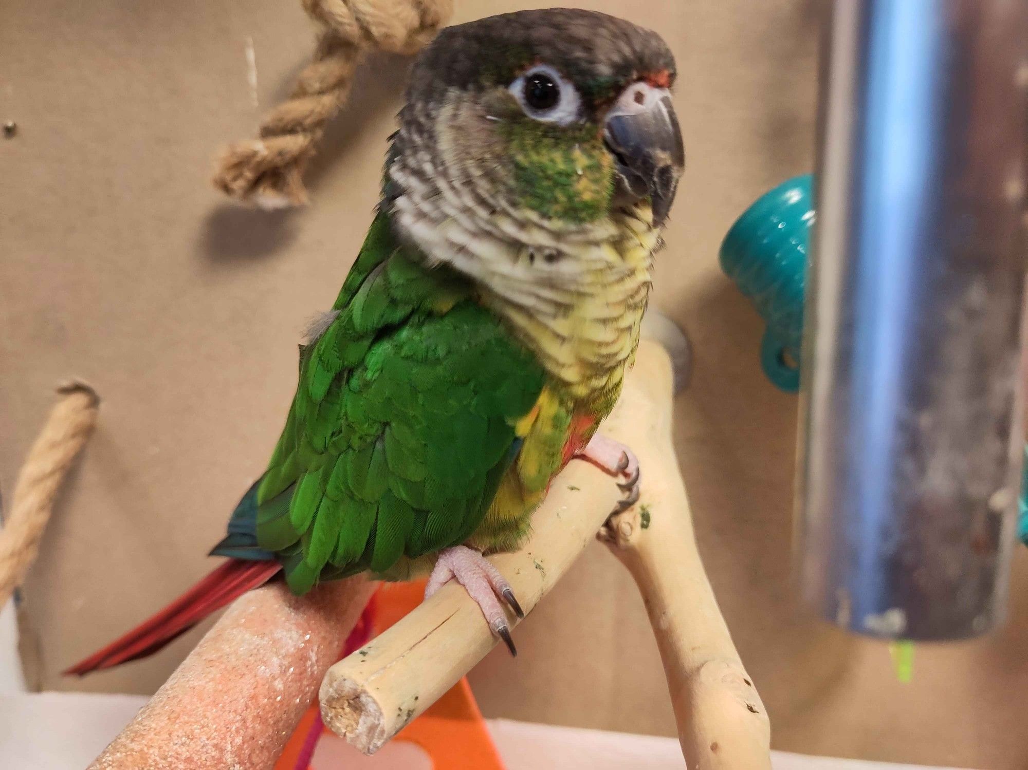 A photo of a Green Cheek conure perched on a wooden Y branch, staring at the viewer. His beak is slightly thicker than it should be on the front, and slightly stained by carrot and red pepper