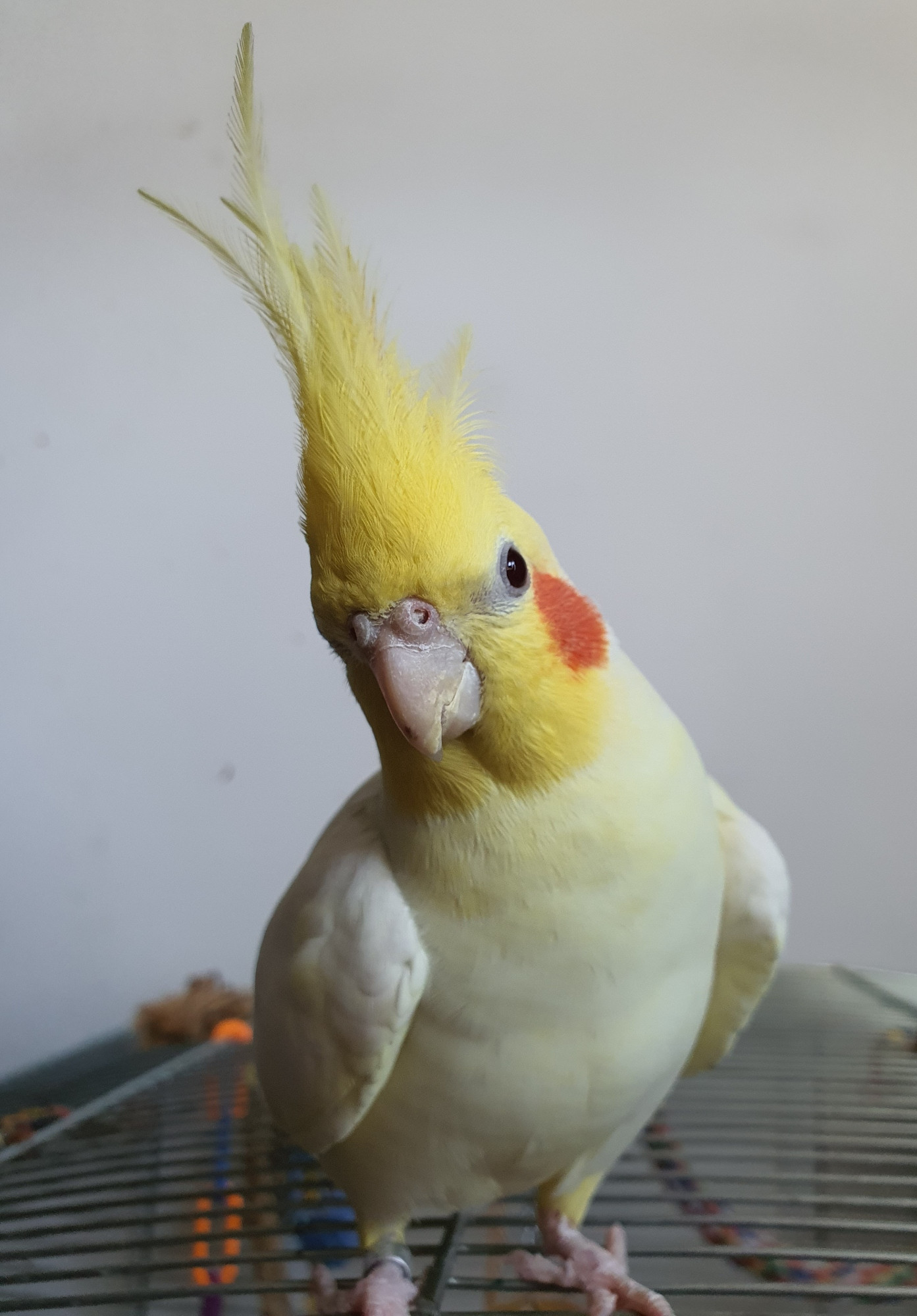 A photo of a yellow cockatiel stood on top of his cage, facing the viewer with head slightly tilted