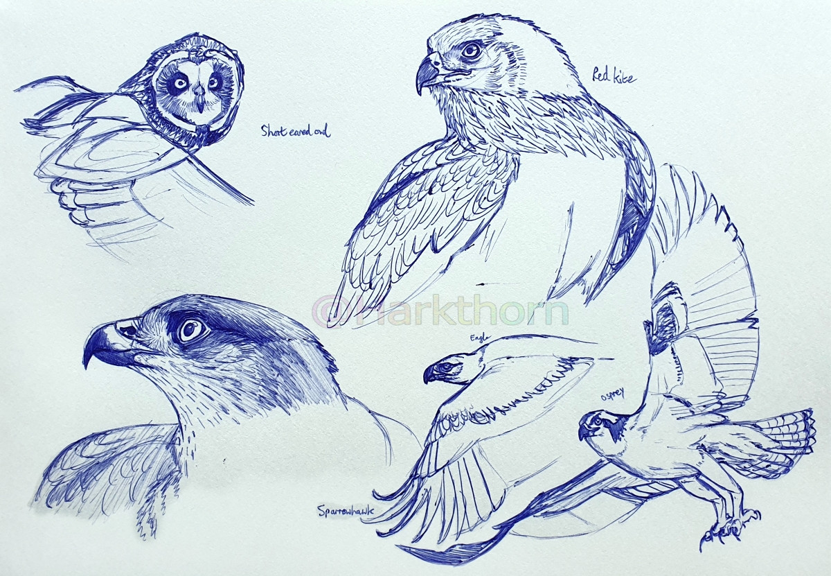 A sketchbook page of blue ballpoint sketches of various birds of prey