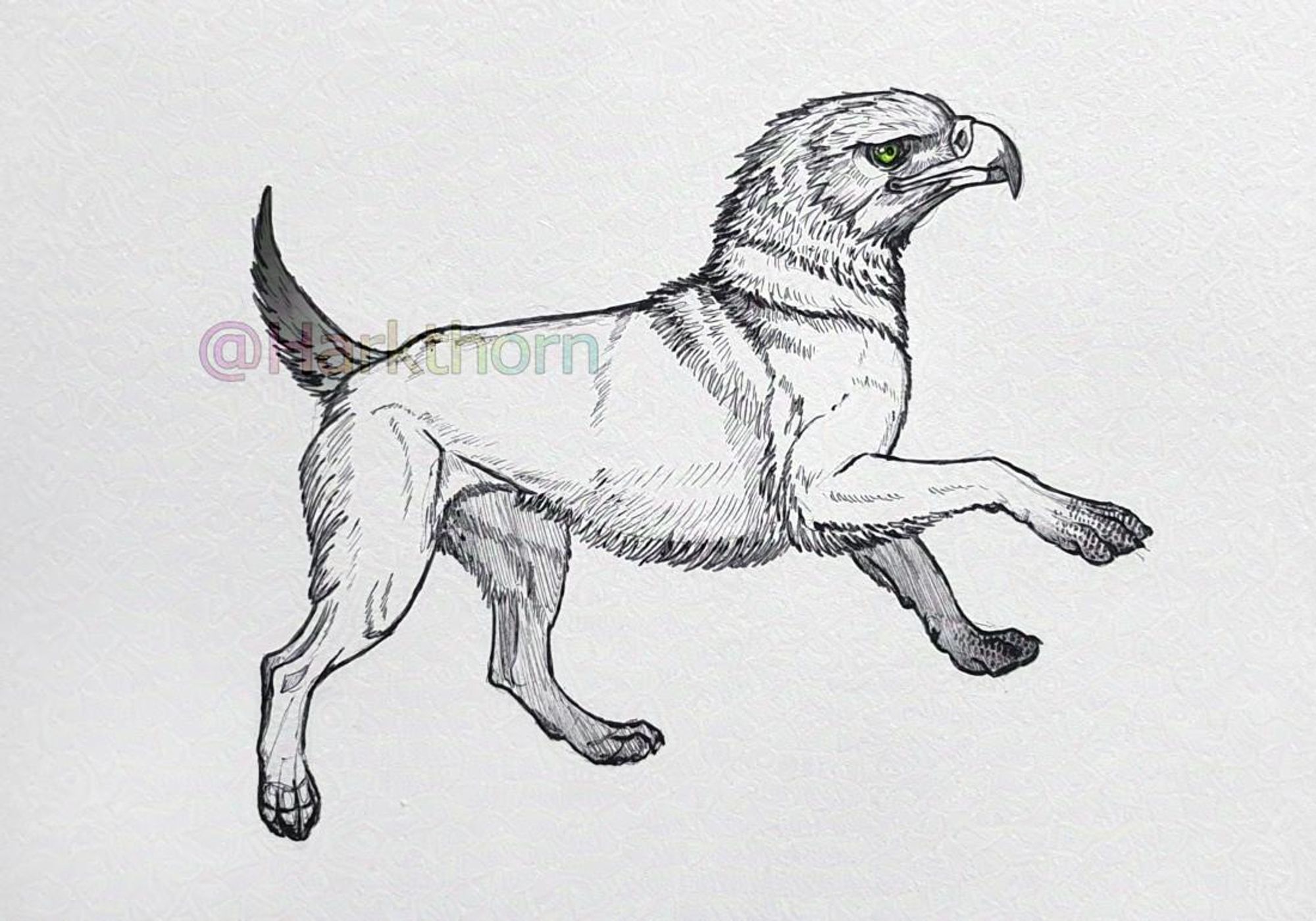 A black ballpoint sketch of a wingless griffon with a very short tail, mid-step, as if prancing