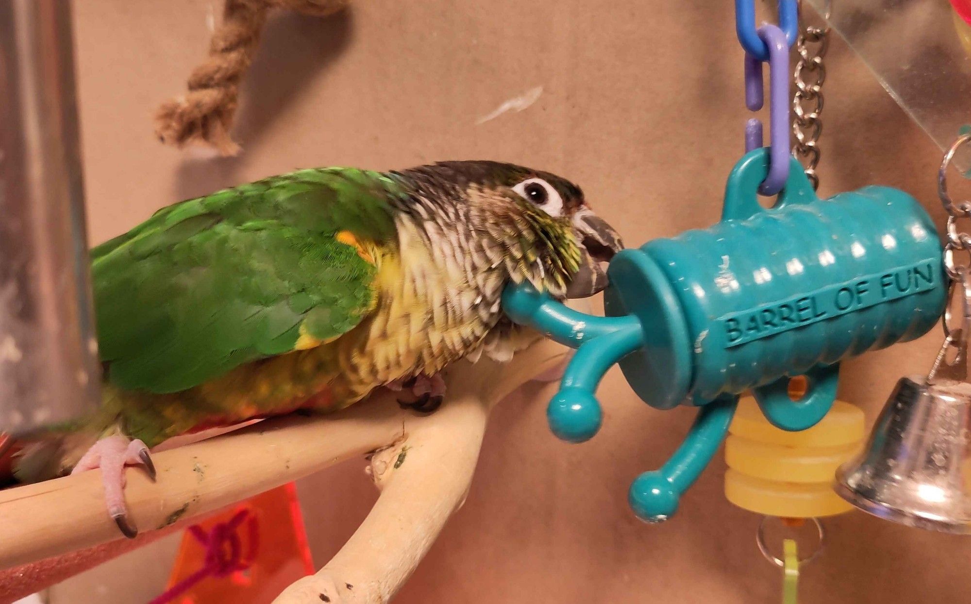 A Green cheek conure on a wall mounted homemade "parrot play gym", stood on a wooden perch, using his beak to investigate a green plastic hanging barrel toy