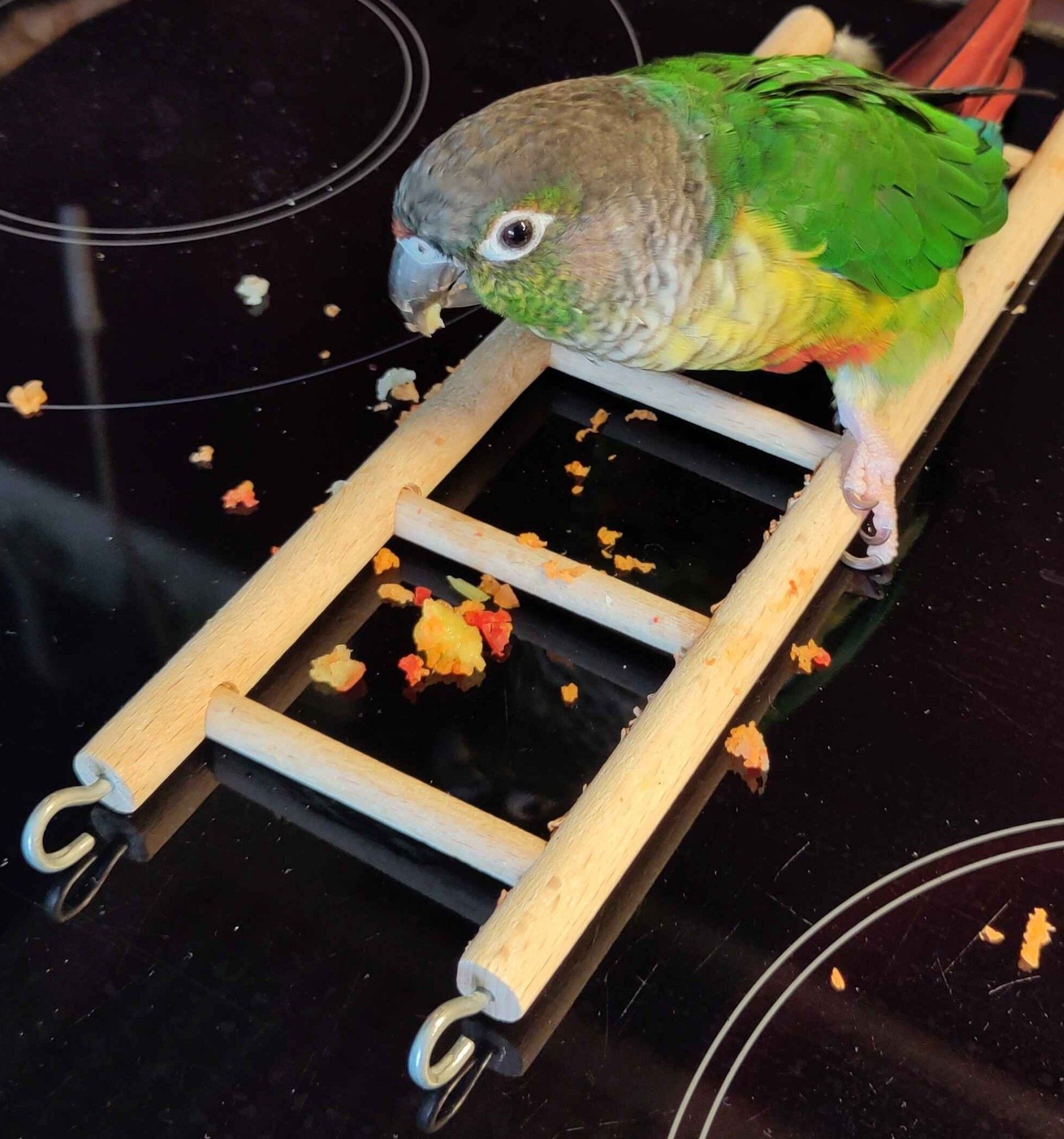 A disabled pet Green Cheek conure stood on a flat horizontal ladder placed down on a black electric hob. He is eating red pepper and carrot, and has made a lot of mess