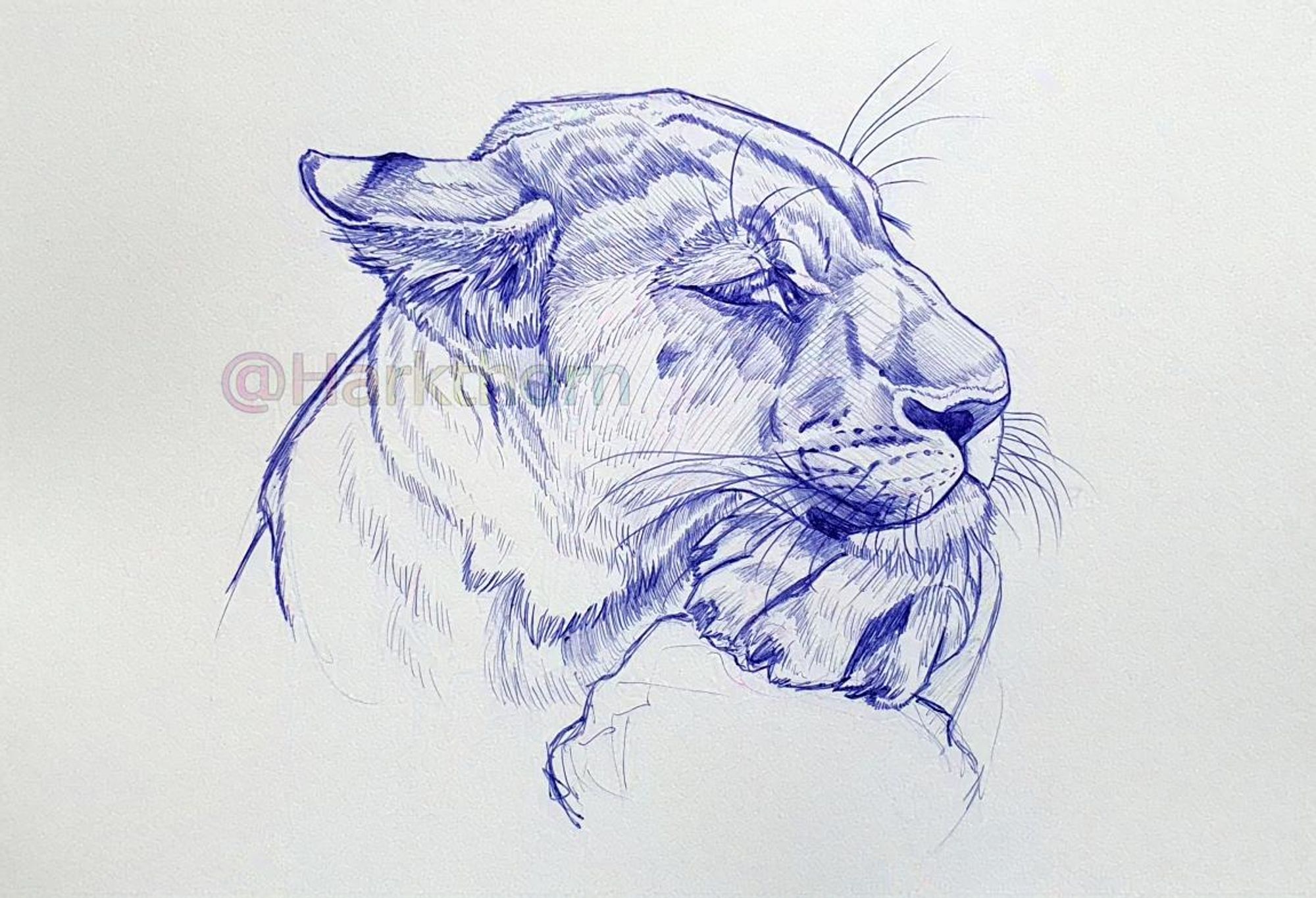 A blue ballpoint sketch of a lioness sleeping on an undefined log or branch, head resting on a paw