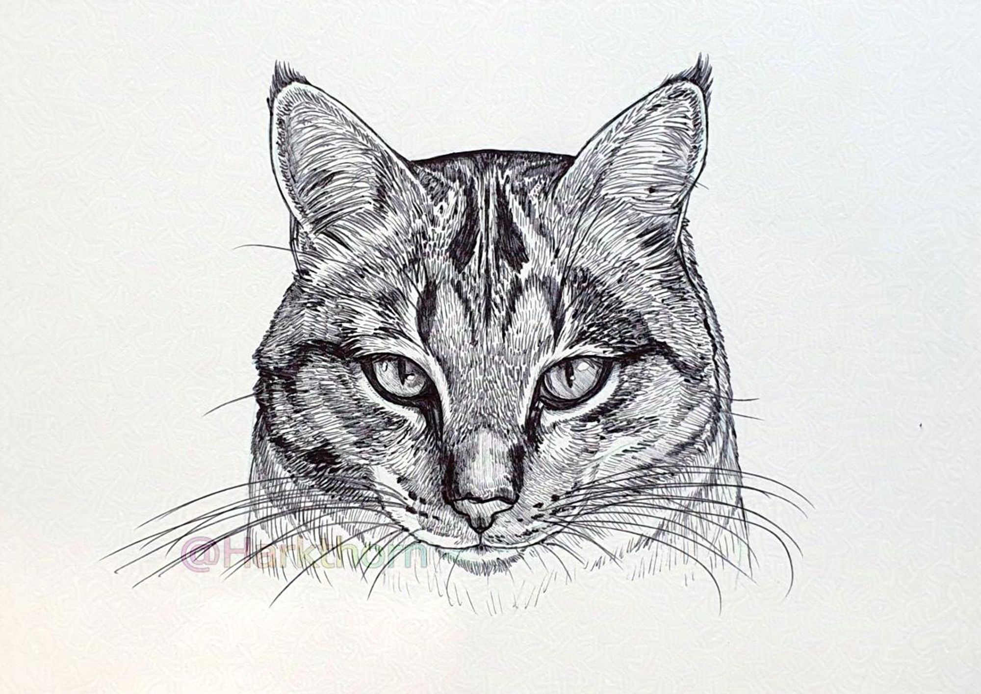 A black ballpoint sketch of the head of a generic tabby cat, facing forward, looking at the viewer