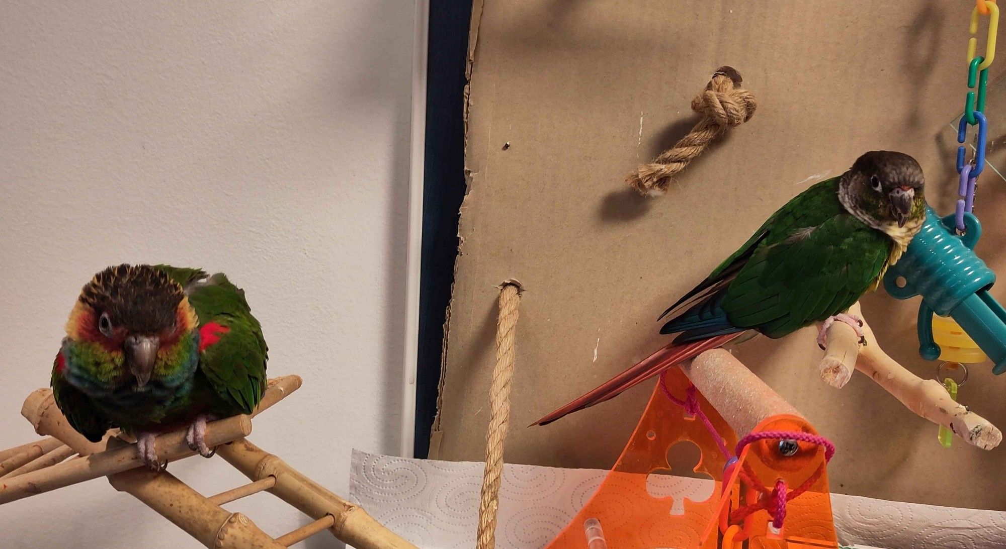 A photo of two conures on wall mounted perches, with a Blue-throated conure on the left, and a Green Cheek conure on the right. The Blue-throated conure is posturing somewhat threateningly, and the GCC is facing away but looking back over his shoulder, wary