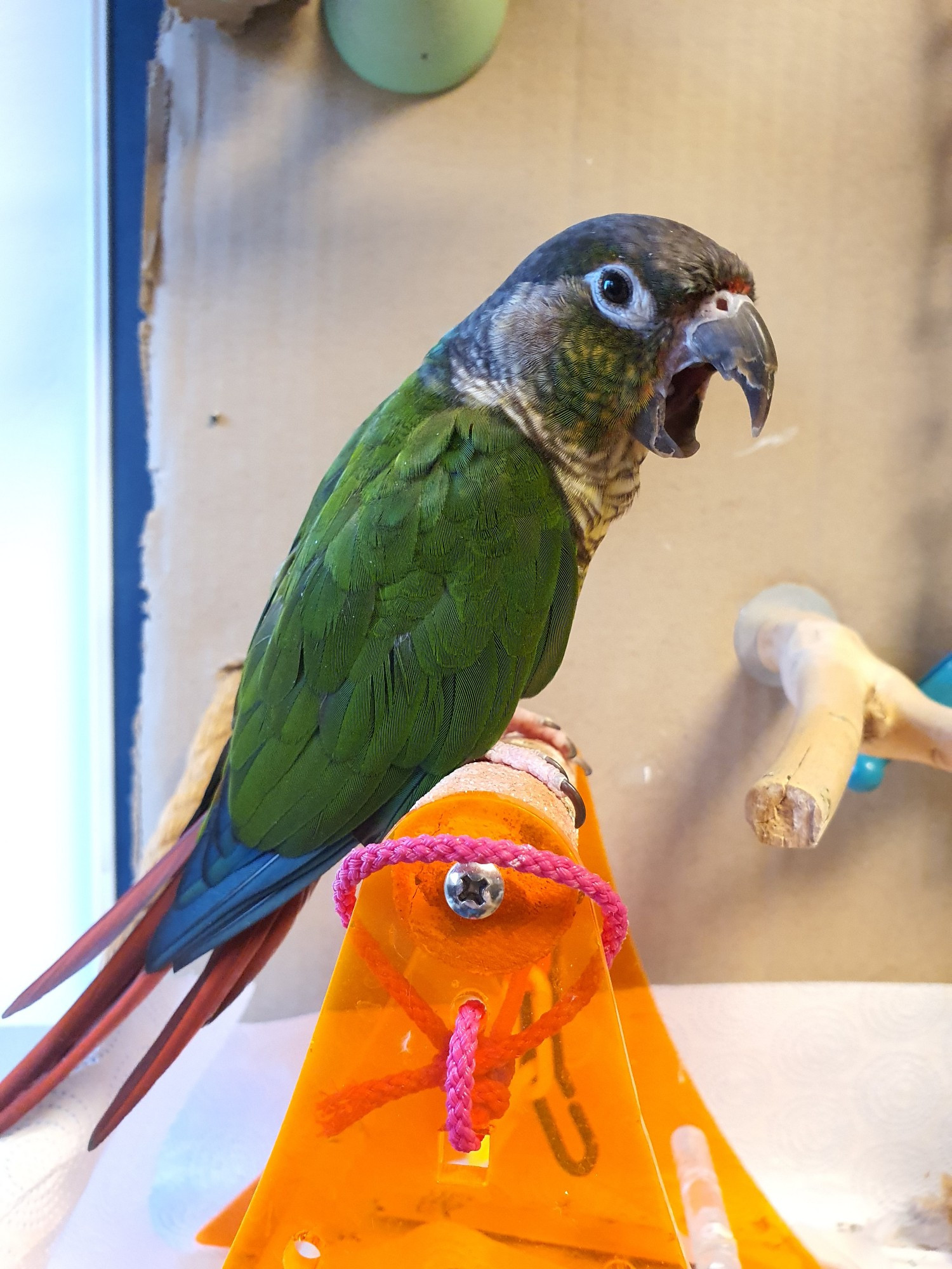 A photo of a Green Cheek conure on a standing perch, yawning widely