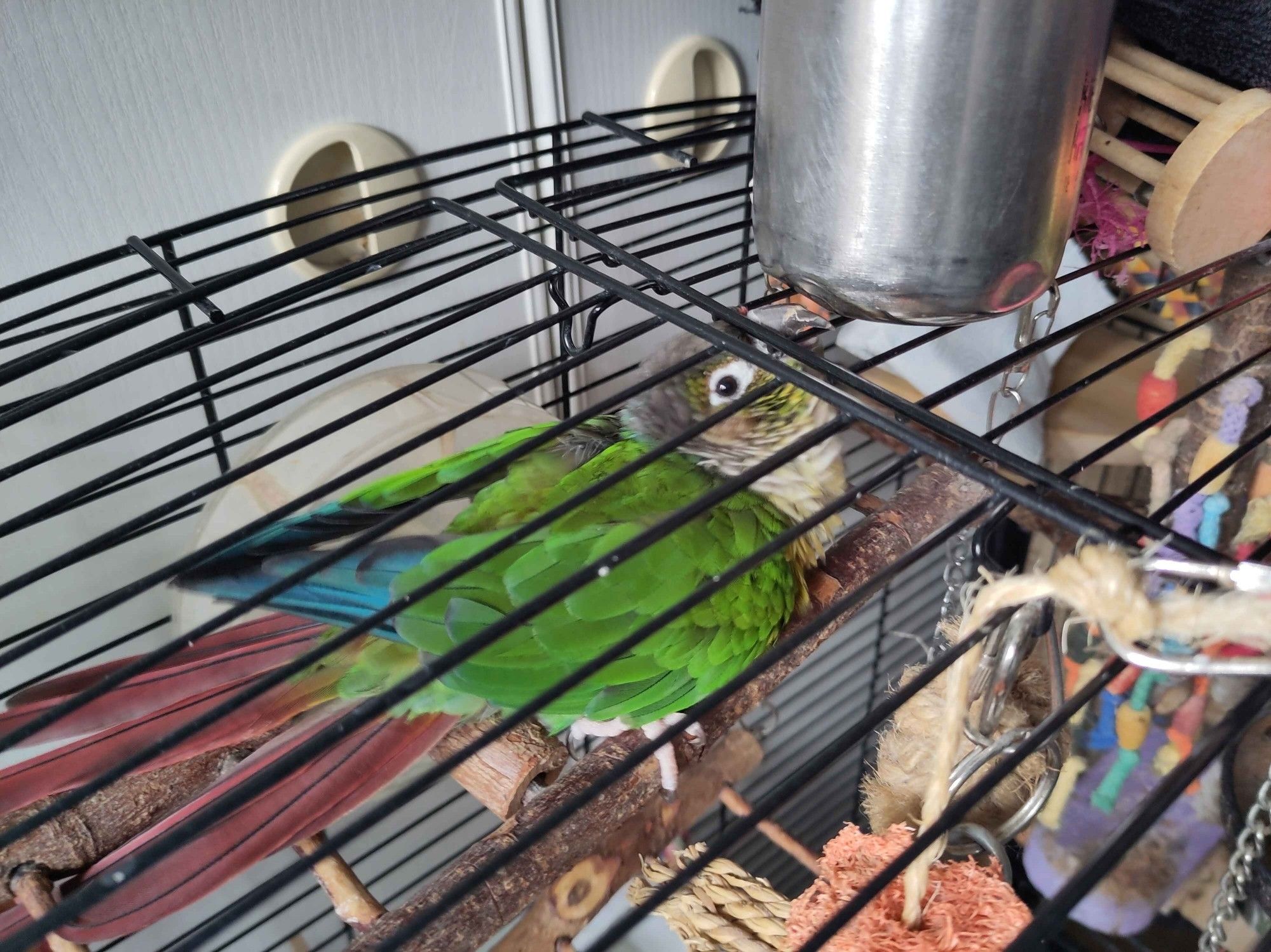 A Green Cheek conure inside his cage, perched on a horizontal ladder near the cage ceiling, close enough he's flattened a bit. Someone is holding a metal water bottle above him, on the bars, and he is reaching through to try and bite it