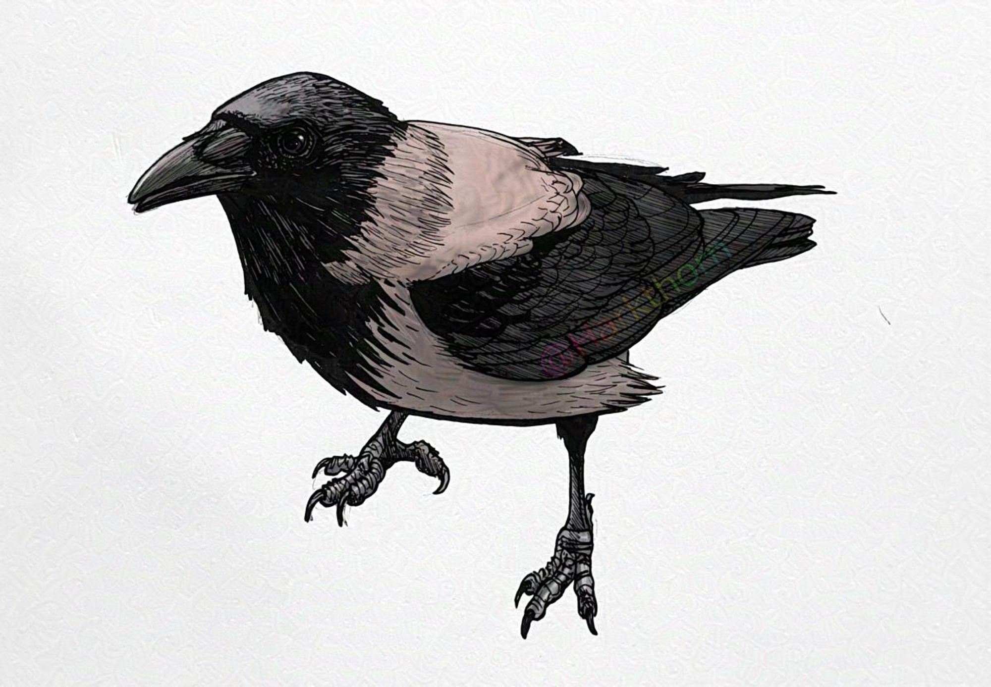 A black ink pen sketch, with some basic digital colouring, of a hooded crow with a broken back toe