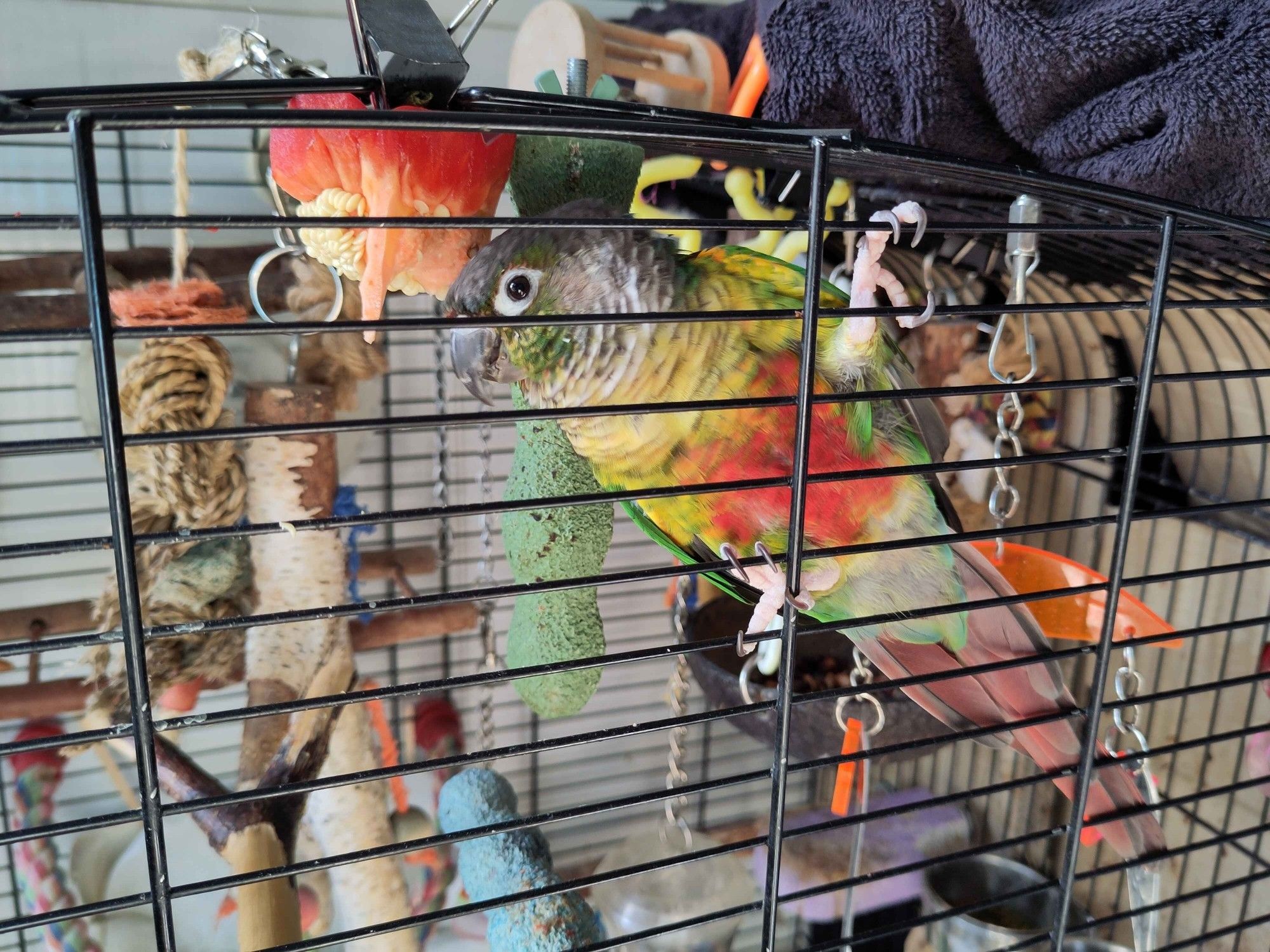 A photo of a disabled Green cheek conure inside his cage clinging to the front inside, looking at the viewer. There is a red pepper core with half its seeds gone hanging next to his head, also inside