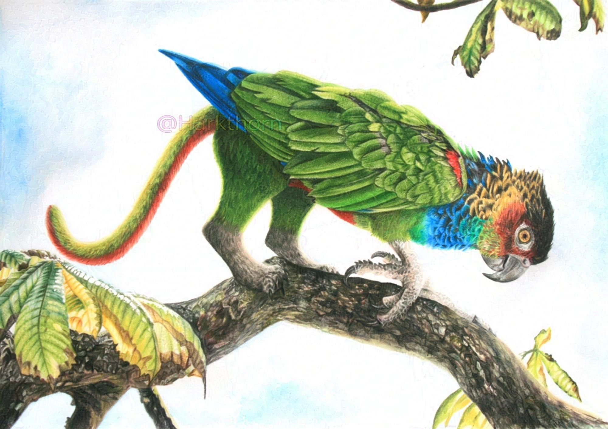 A coloured pencil drawing of a Blue-throated conure griffon stood on a branch, one paw raised, with a clouded sky in the background