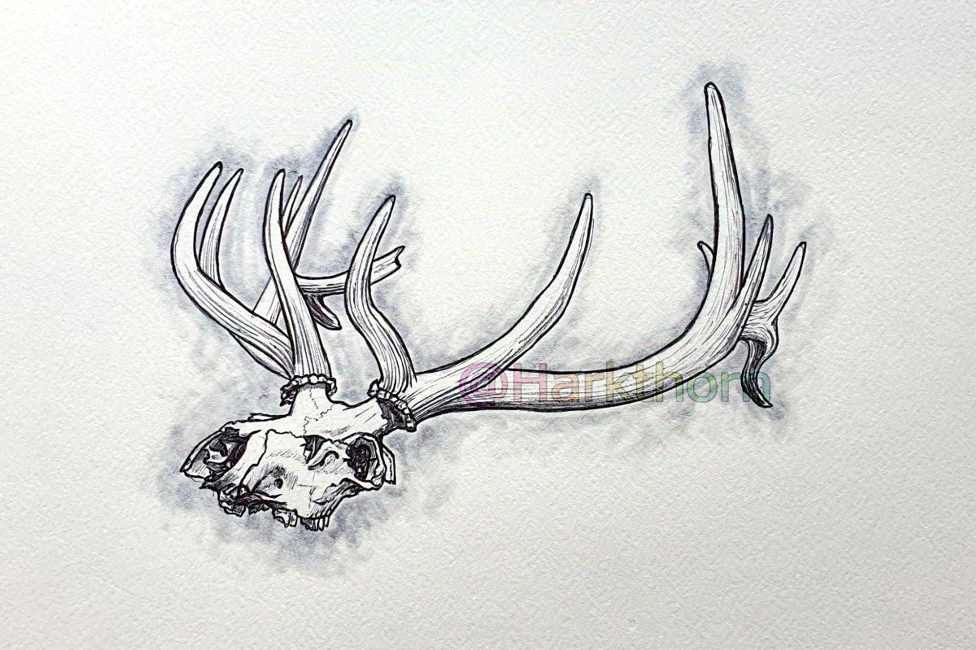 A black ballpoint and grey Ecoline sketch of a buck elk skull, missing the lower jaw, with large swept back antlers