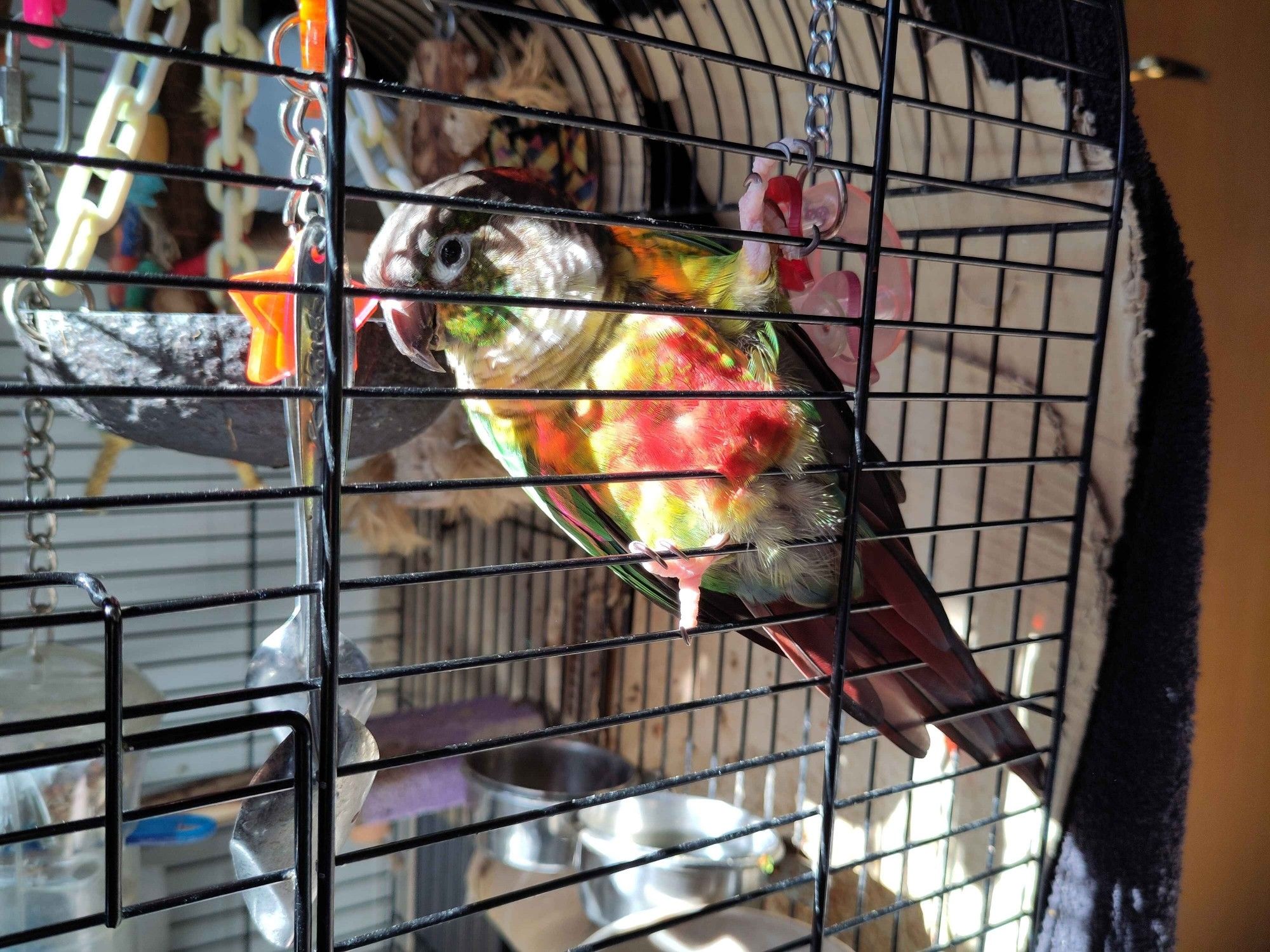 A green cheek conure inside his cage, hanging on the inside front bars with his feet, illuminated by warm morning light