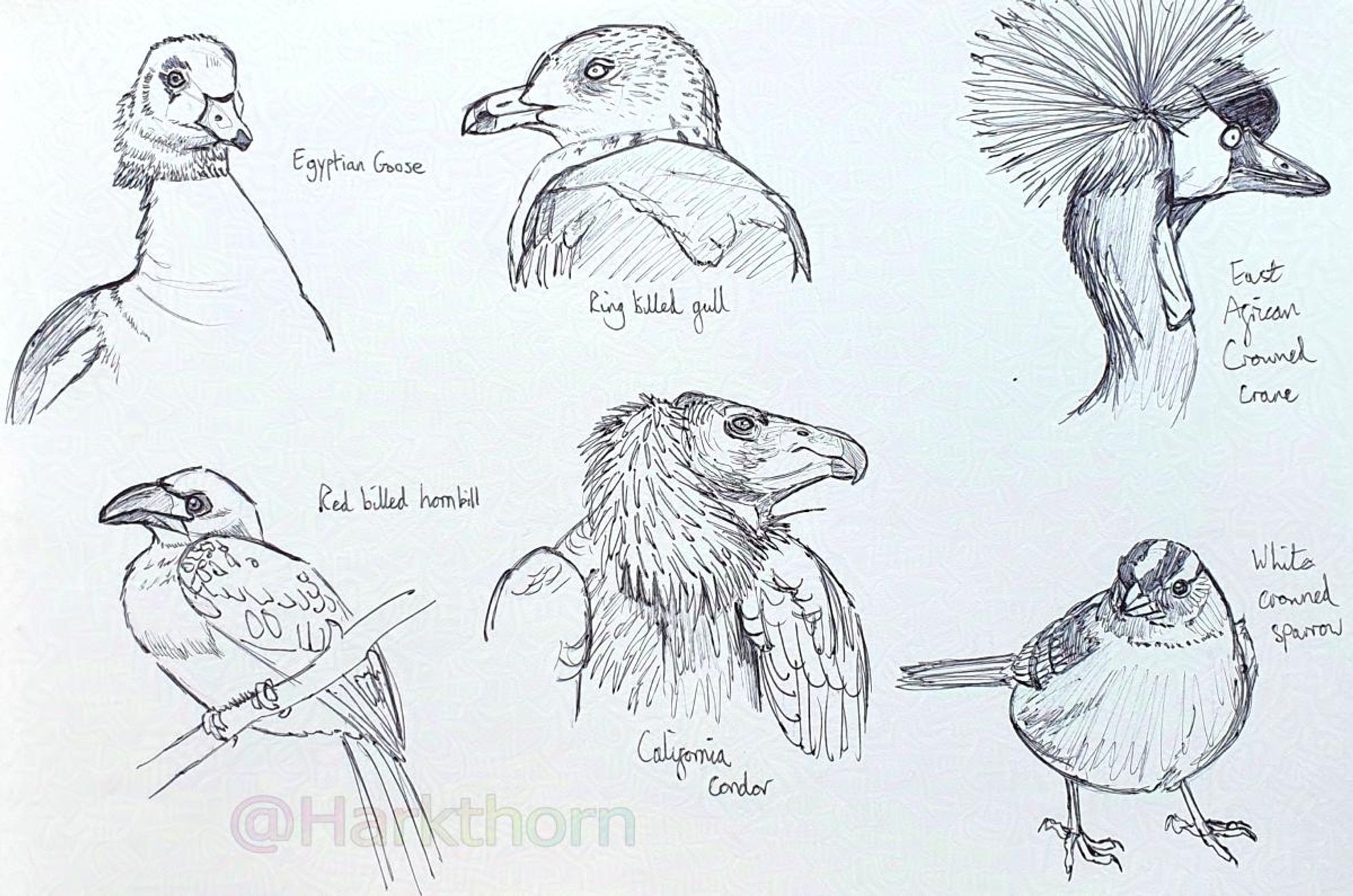 A sketchbook page with six black ballpoint sketches of different kinds of birds