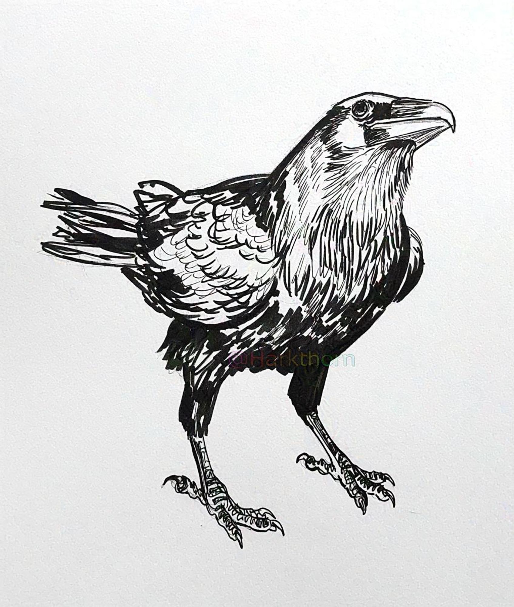 A black ink sketch of a raven, standing with head tilted slightly