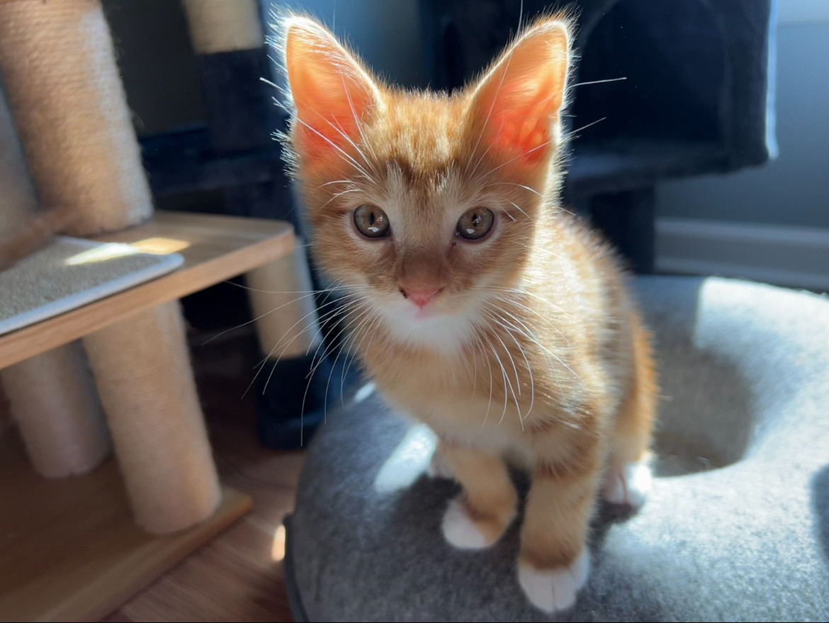 Photo shows an adorable orange kitten with big ears and white socks with cat trees in the background.