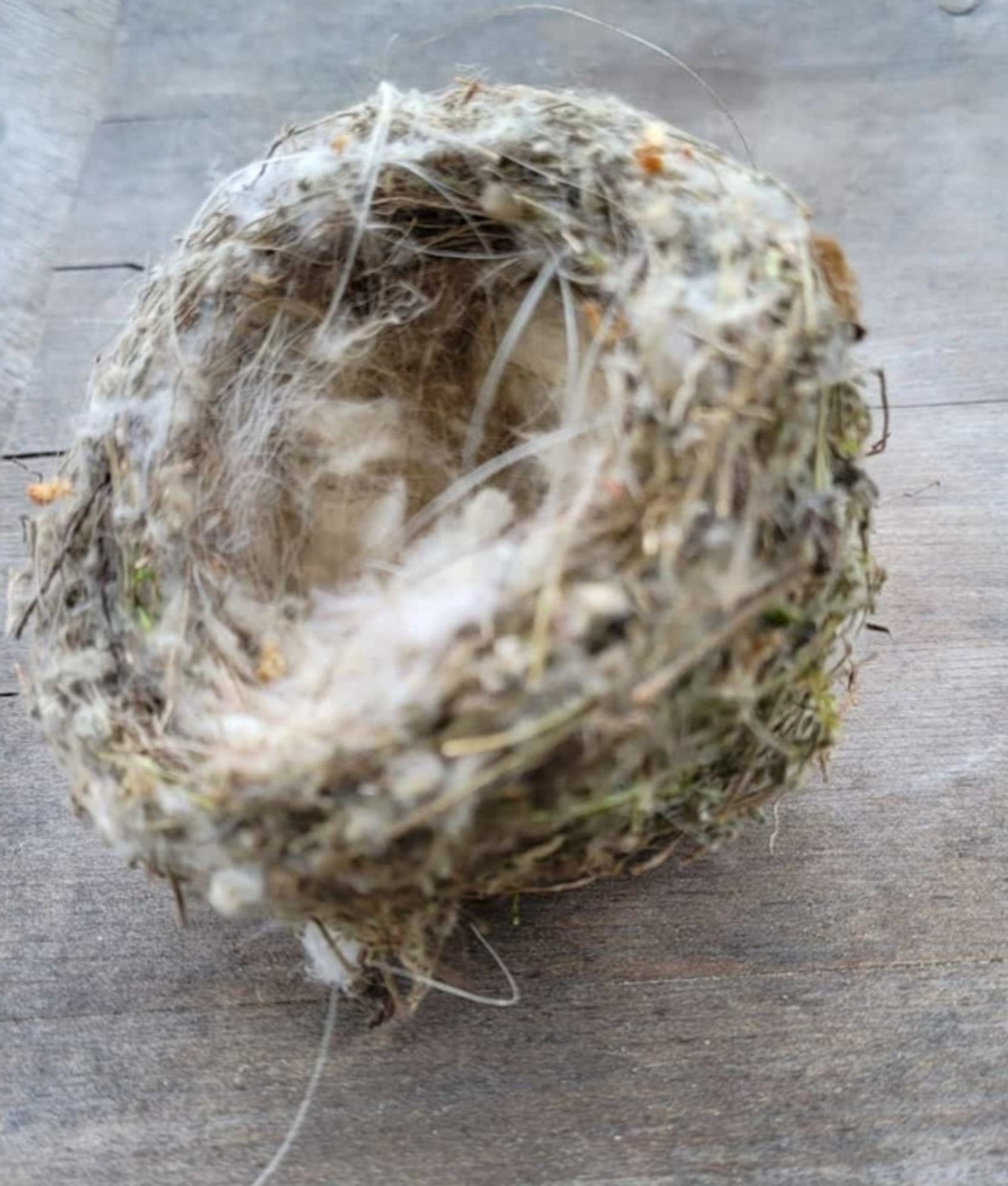 Eine Handvoll Nest, geschmückt mit gelben Blüten und grünen Gräsern. Kugelrund. A handful of nest decorated with yellow flowers and green grasses. Spherical