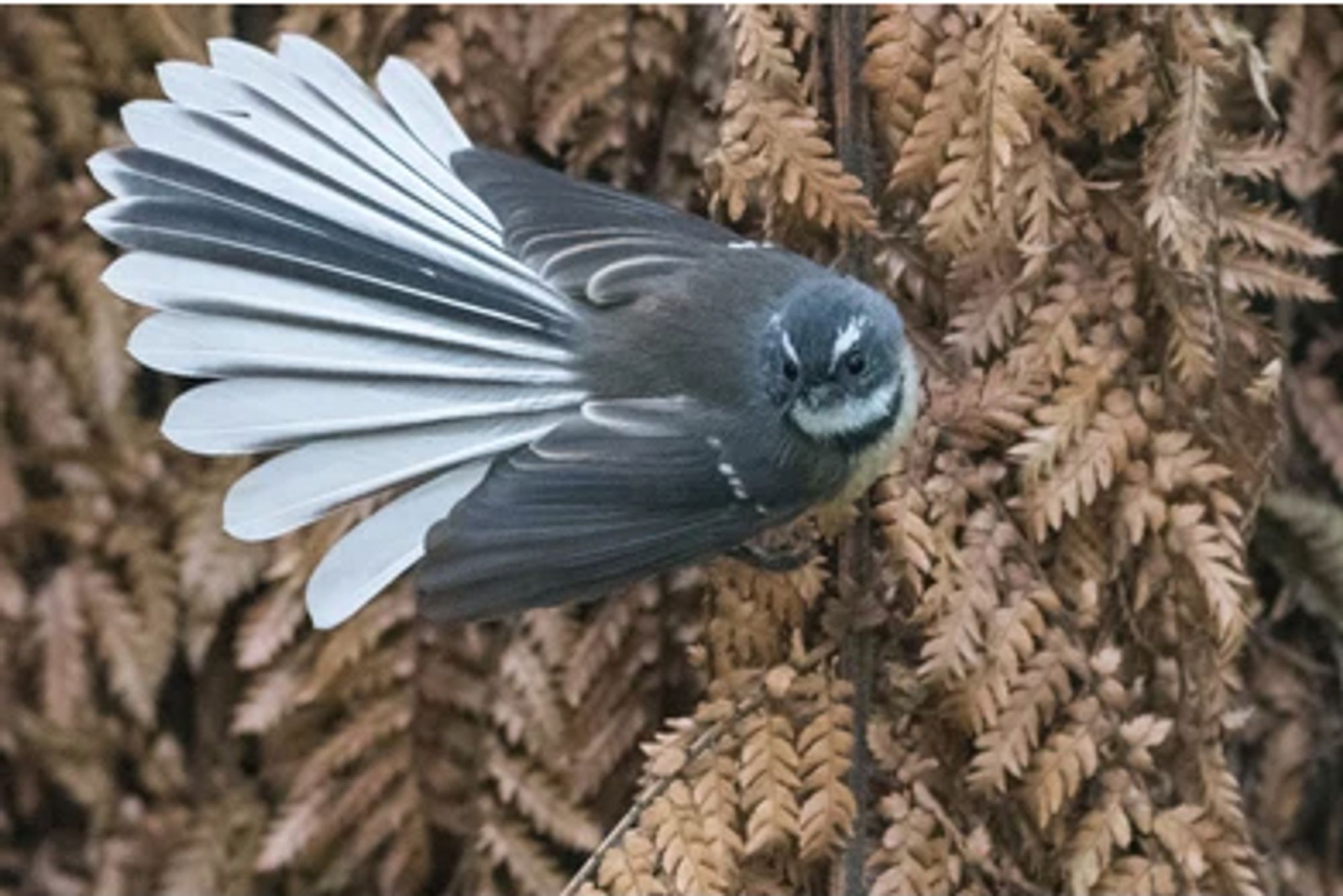 The grumpy face of NZ's pīwakawaka.