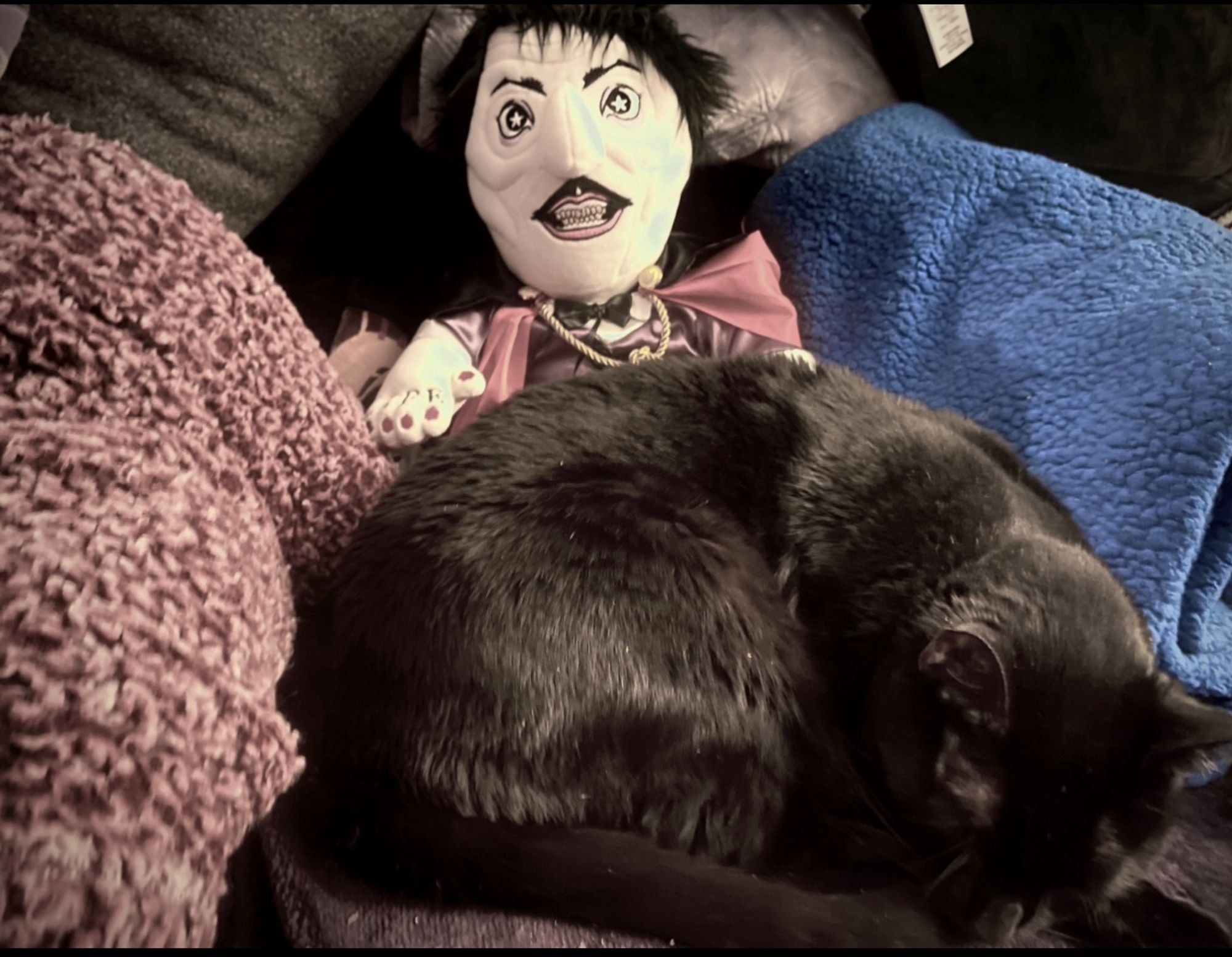 A black cat on a pile of blankets in the lap of a stuffed Joe Spinell