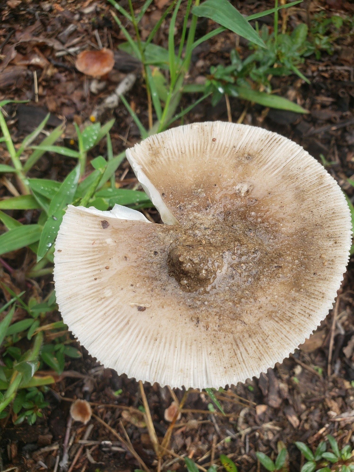 Some kind of wild mushroom.