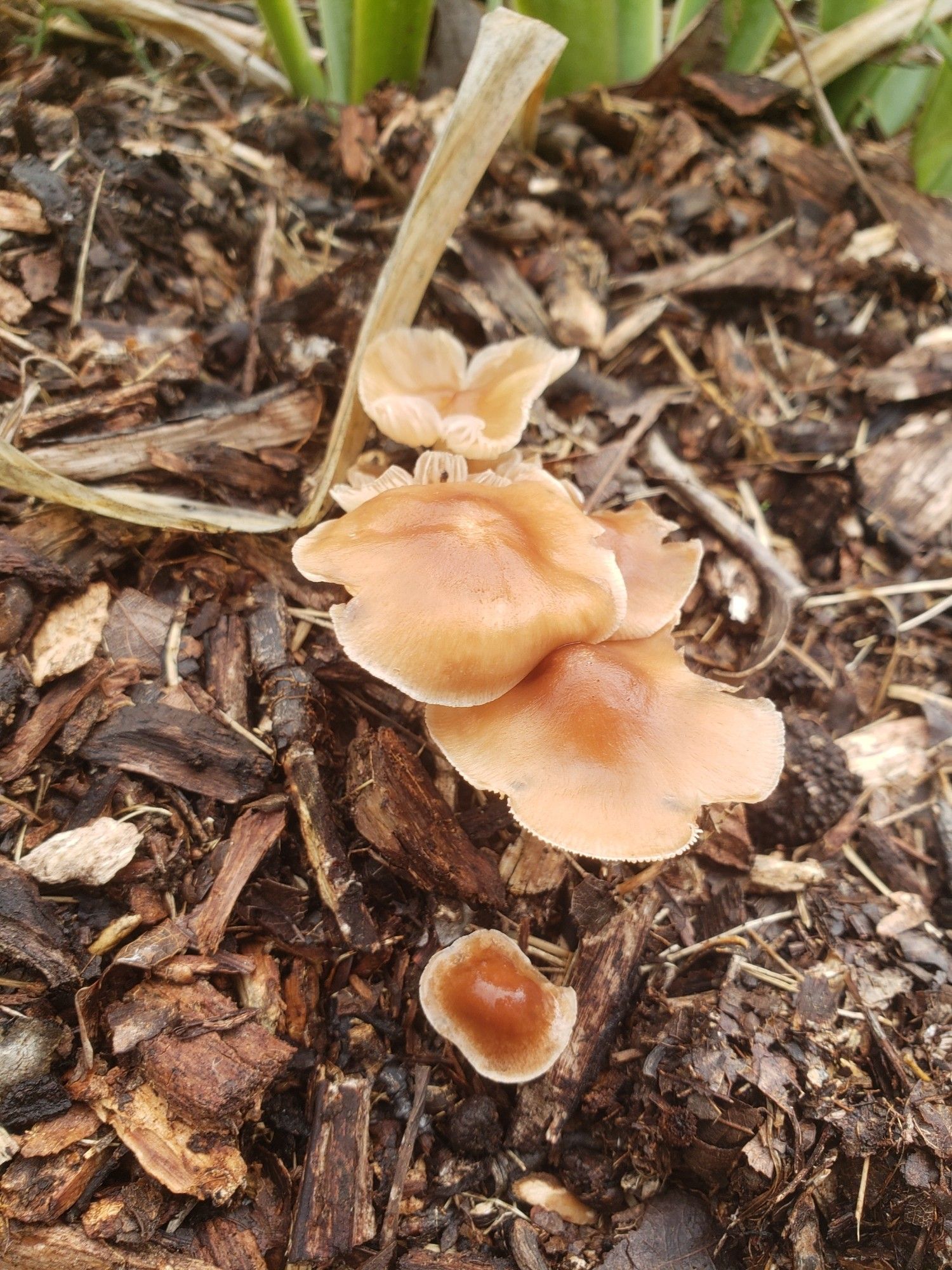 A cluster of frilly wild mushrooms