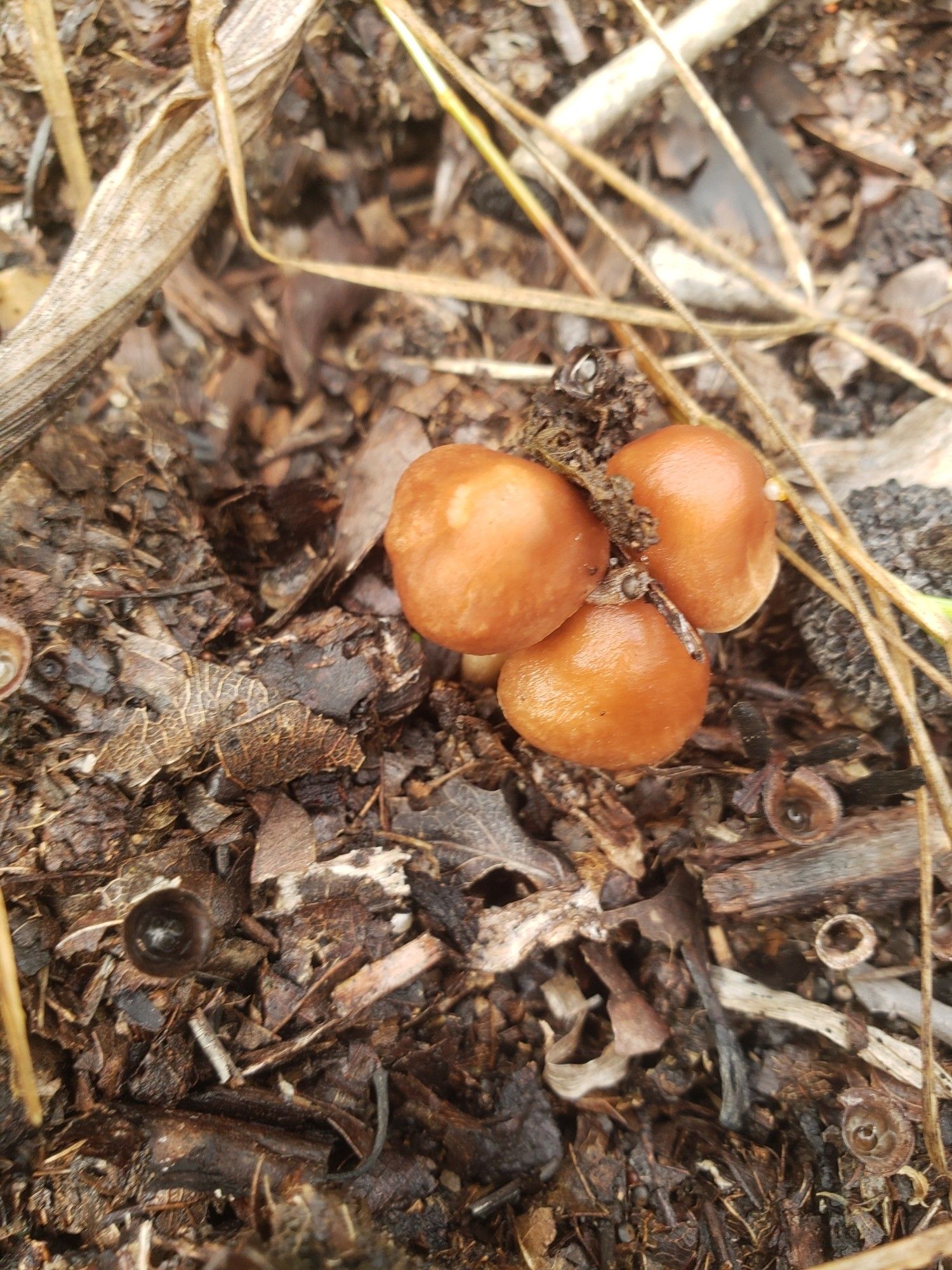 Three little brown wild mushrooms