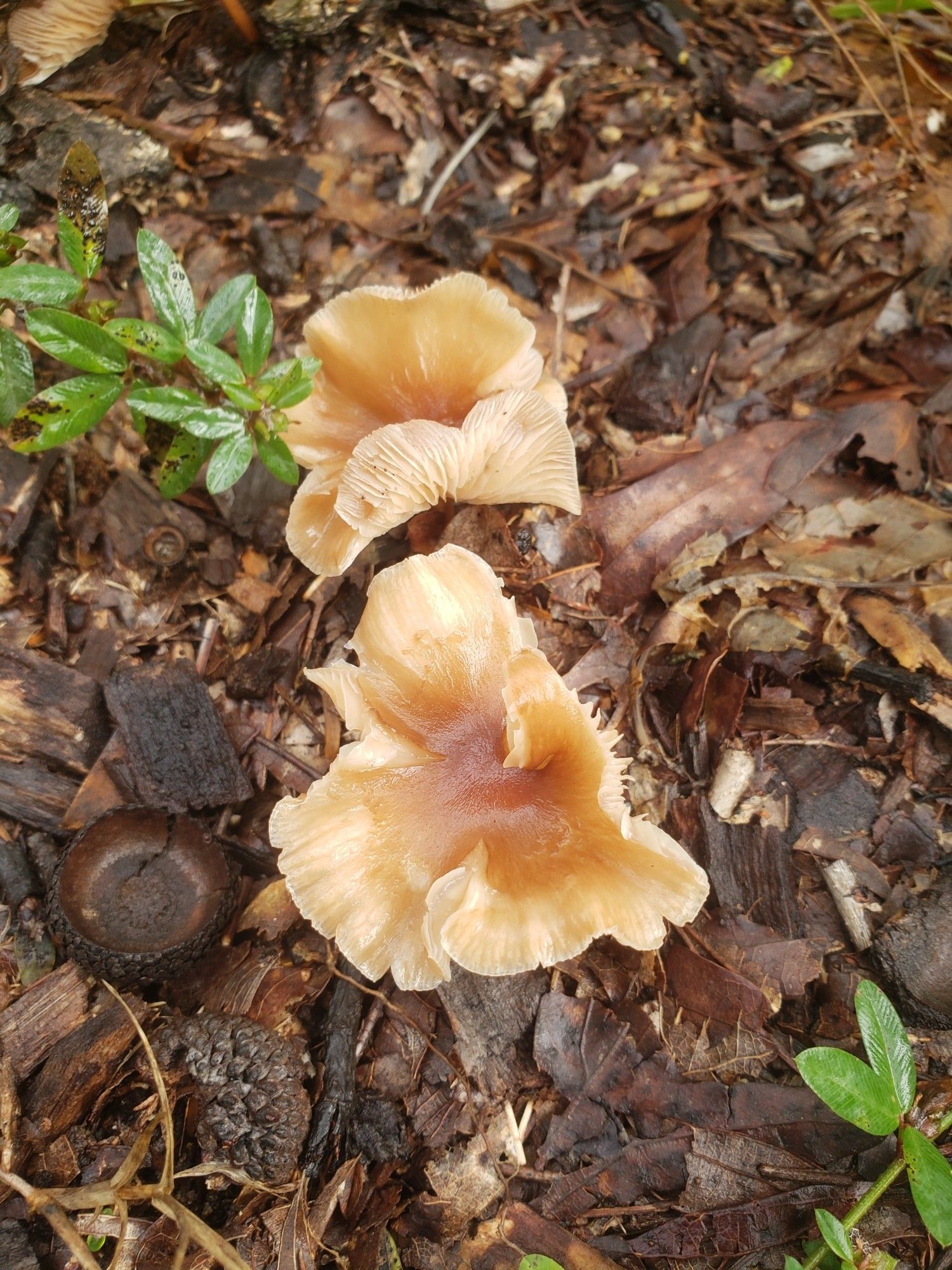 Two frilly brown wild mushrooms