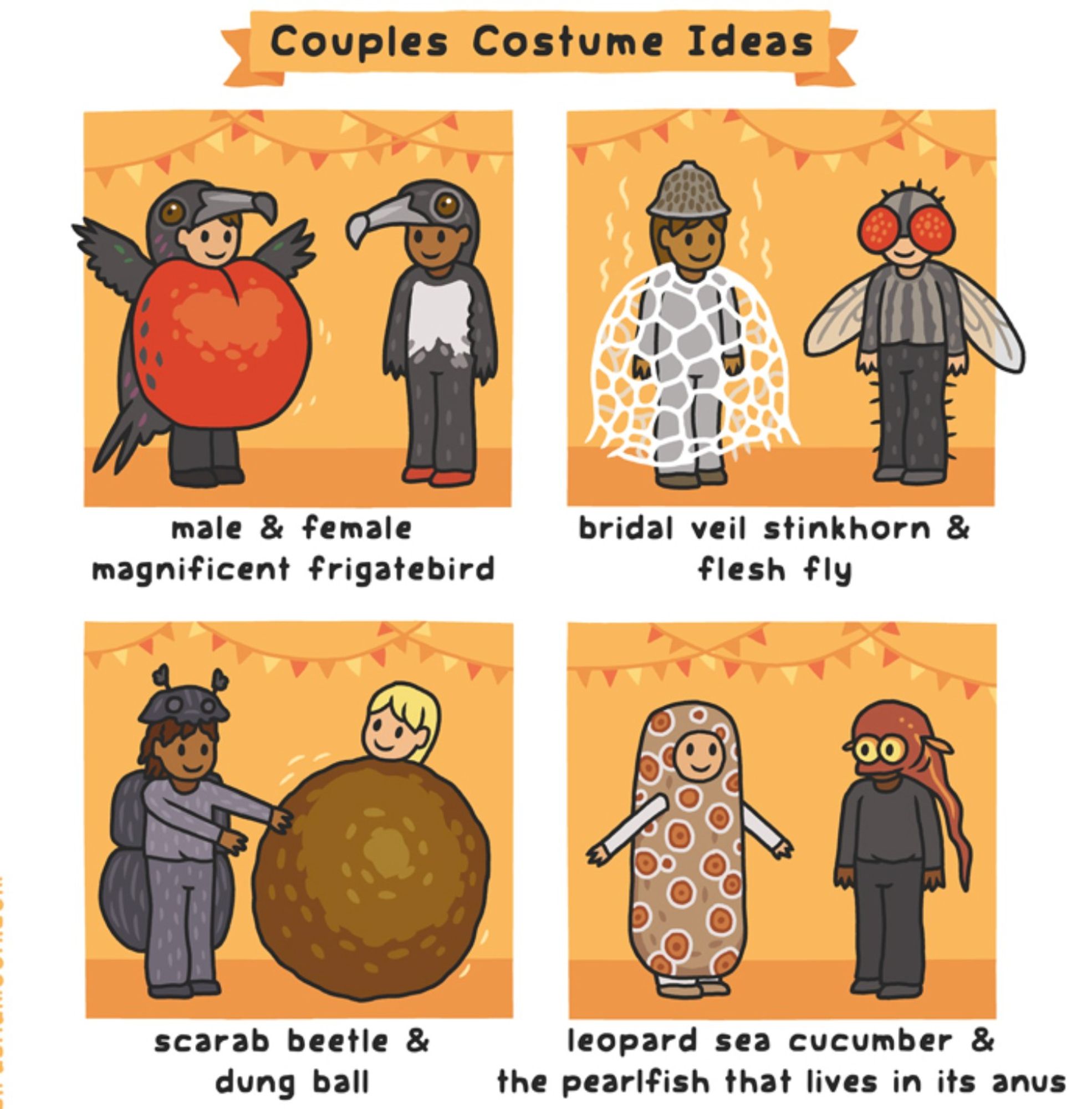 Couples costume ideas for Halloween in four panels, male & female magnificent frigatebird, bridal veil stinkhorn & flesh fly, scarab beetle & dung ball, leopard sea cucumber & the pearlfish that lives in its anus