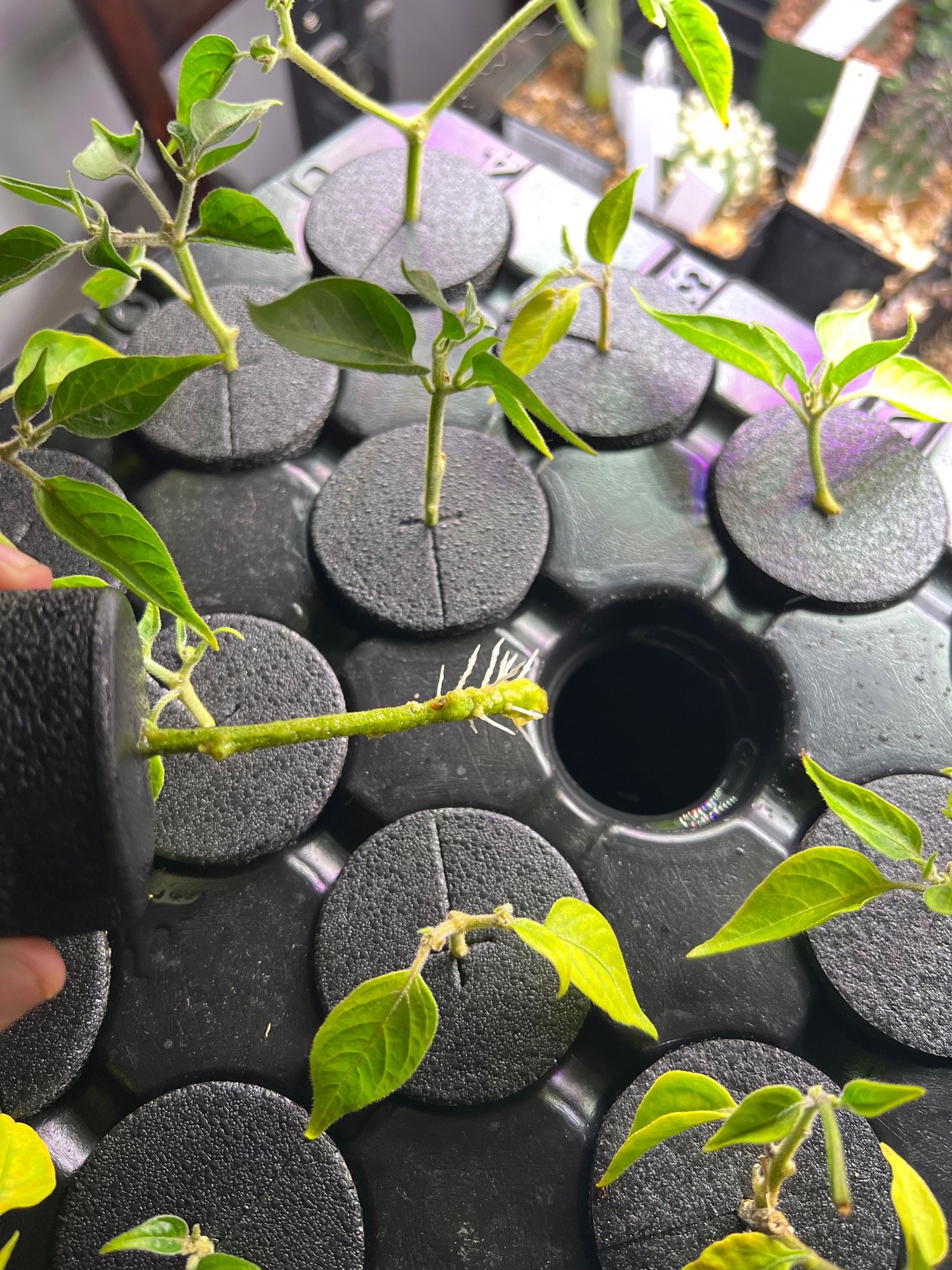 A pepper cutting with roots