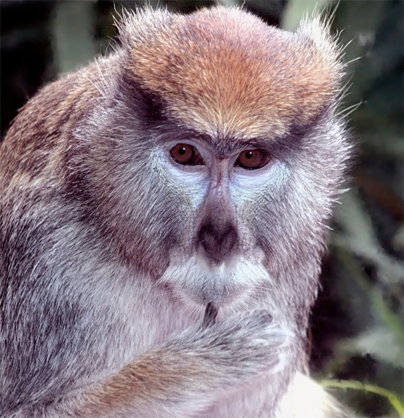 Close up of a monkey's face. Brown/gray fur, cute mustache.