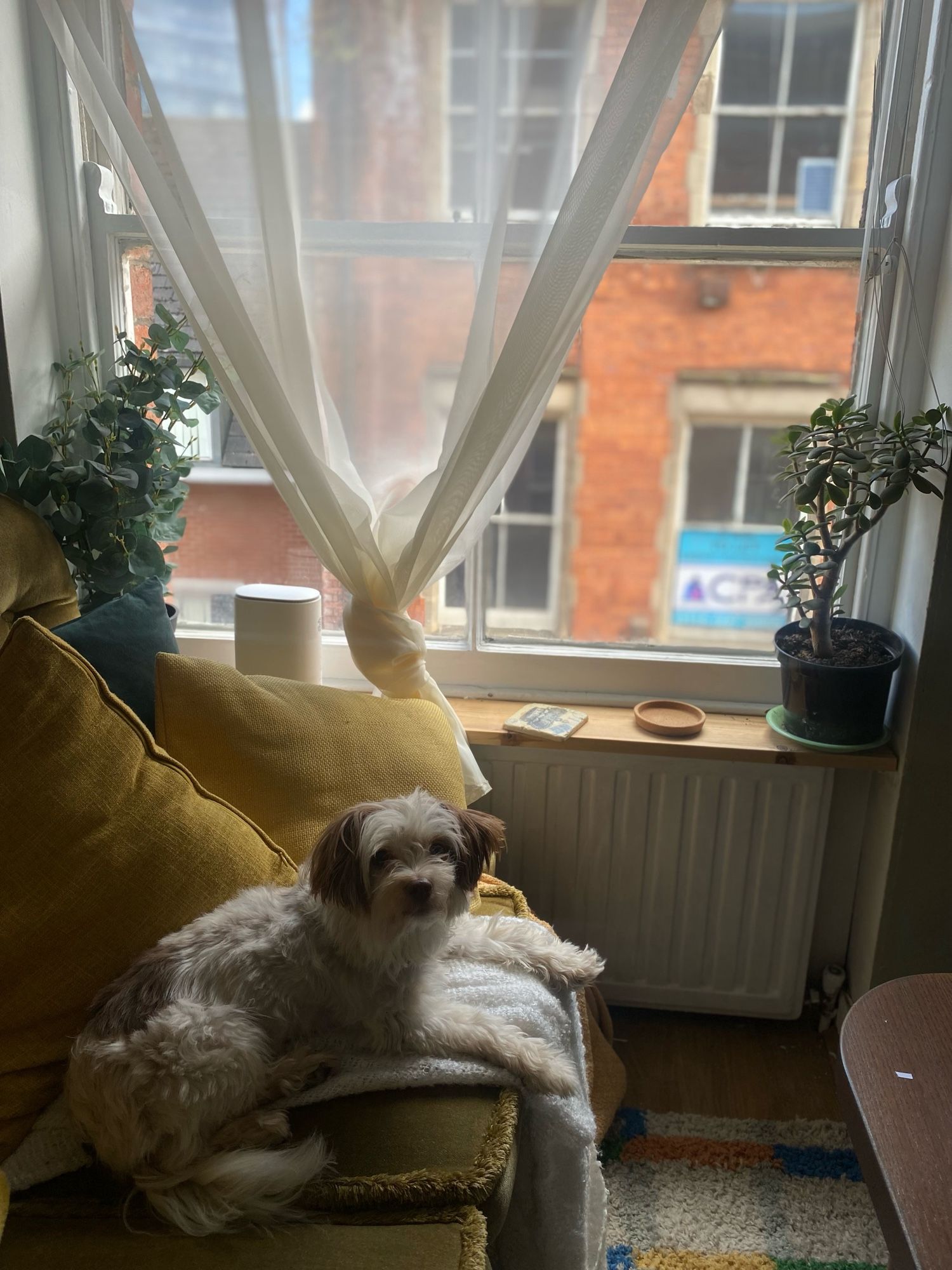 Parsnip. - white and brown terrier mix sits on a green velvet sofa next to a window with a sheer curtain