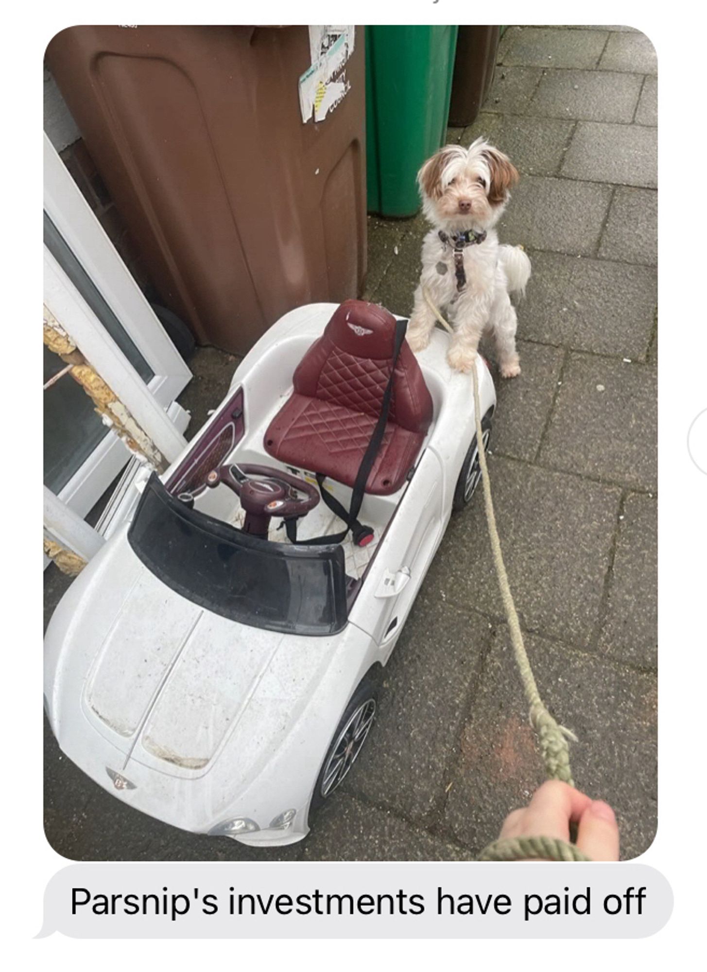 Parsnip, a small scruffy terrier, poses in front of his new Bentley (a toy car left on the street). The text below accurately reads “Parsnip’s investments have paid off”