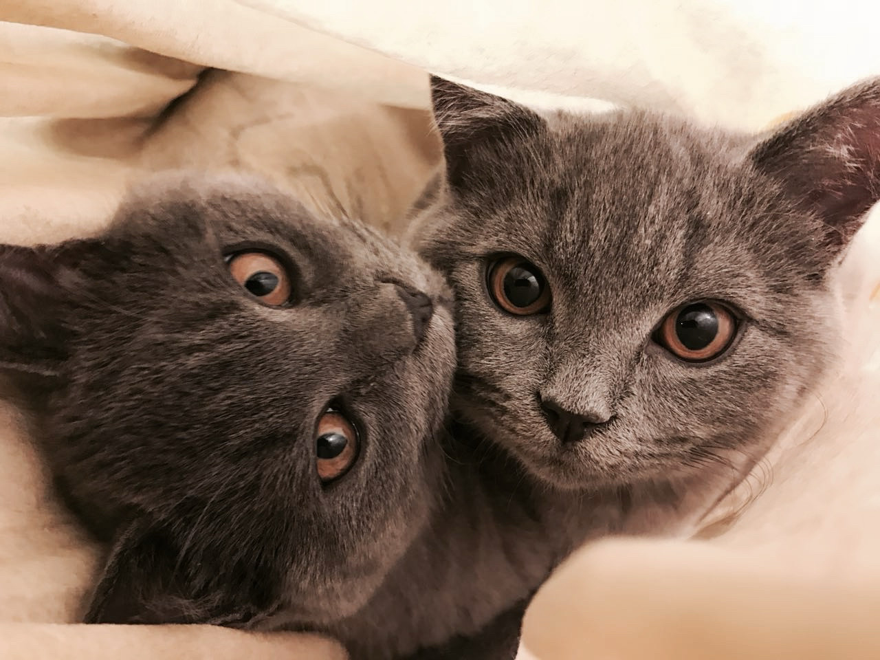 twin cats hug each other and look at you.