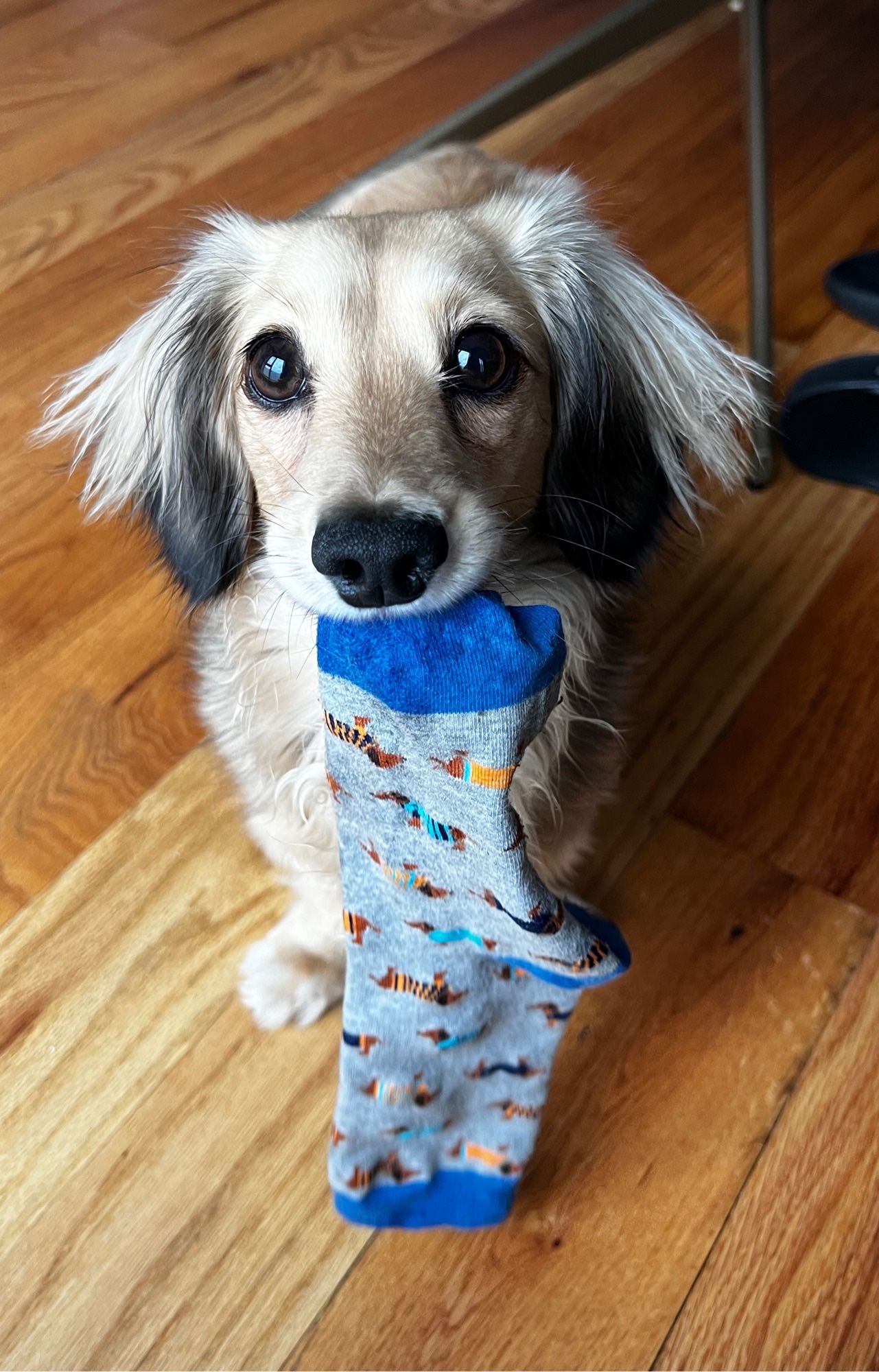 A longhair blonde dachshund holding a sock in her mouth with big shiny black eyes.