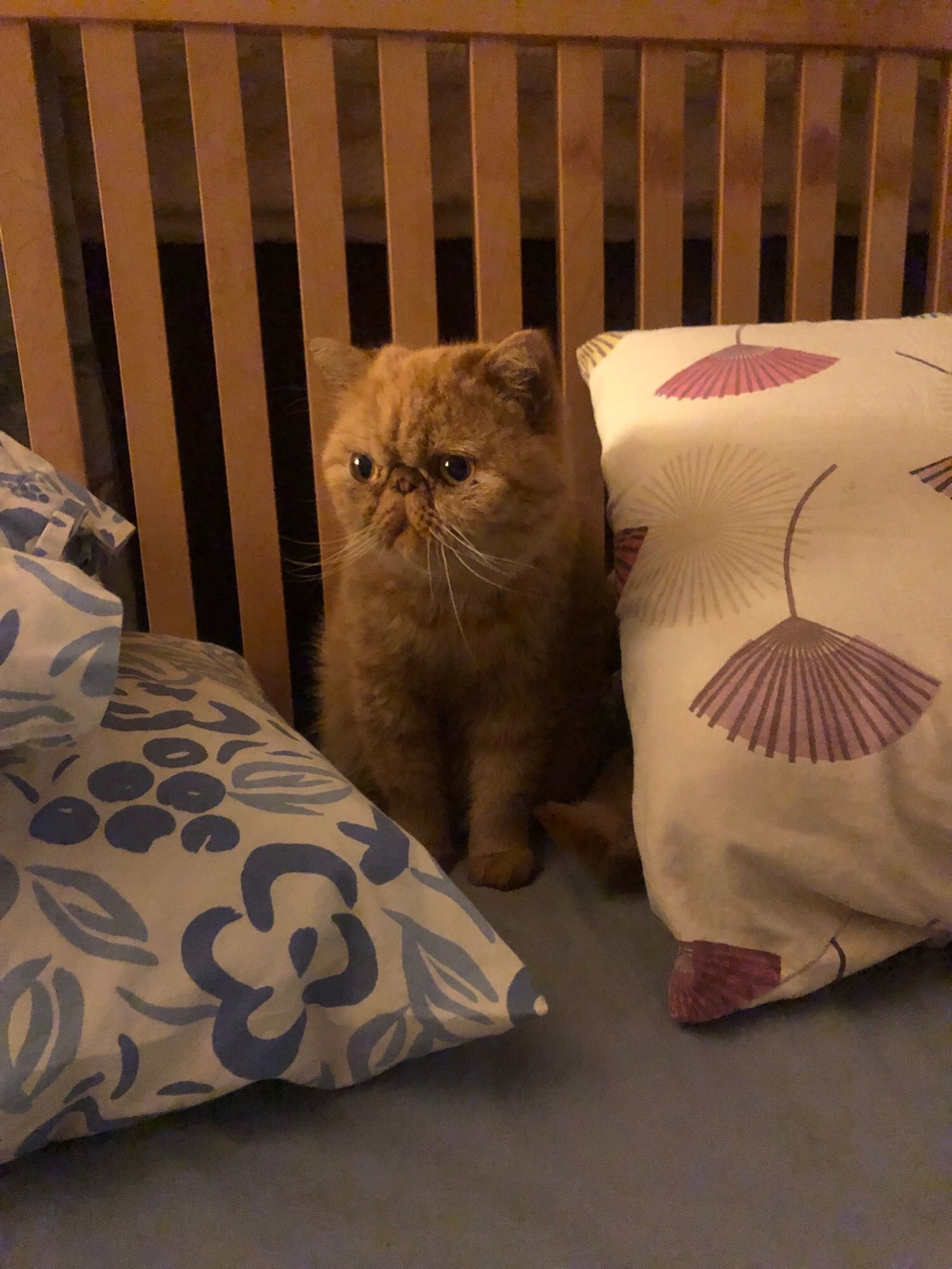 A ginger cat with a punky face sitting between 2 pillows