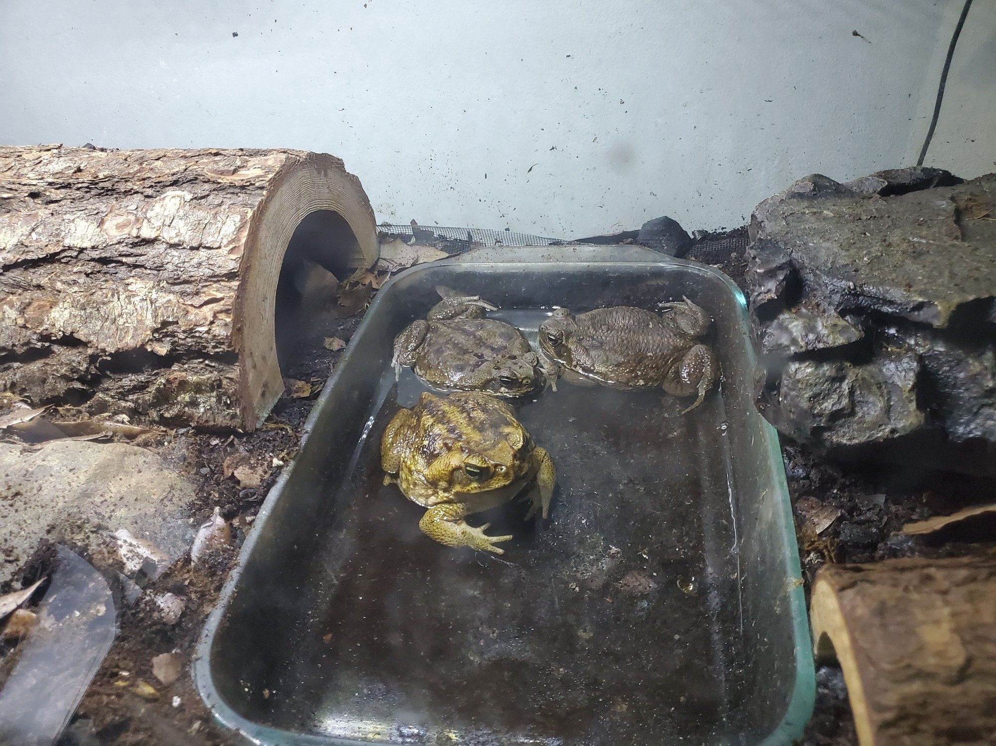 Three chubby cane toads sitting in a water dish. They are very flat. The one closest to the camera has a grumpy expression and is lighter in color than the two in the rear.