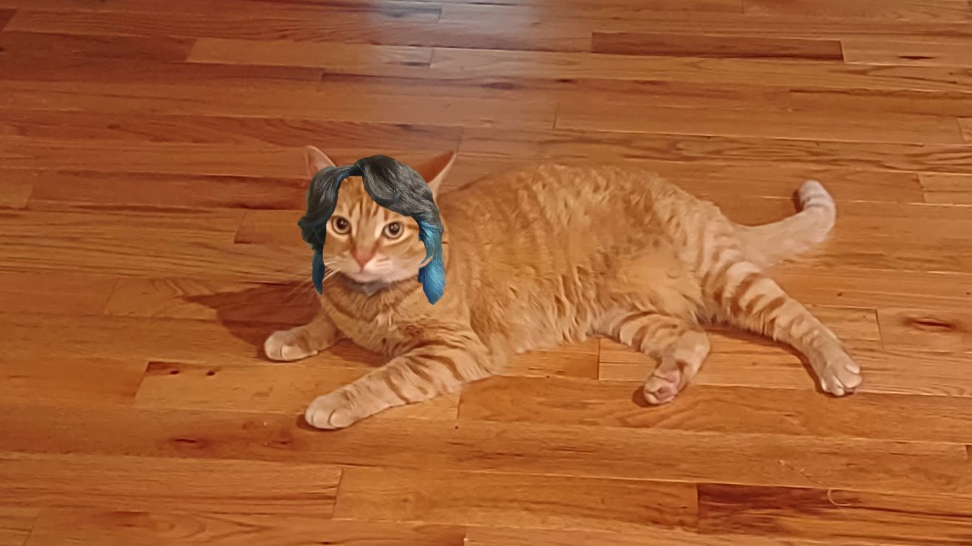 An orange tabby cat with a brown and blue shag/mullet cropped on