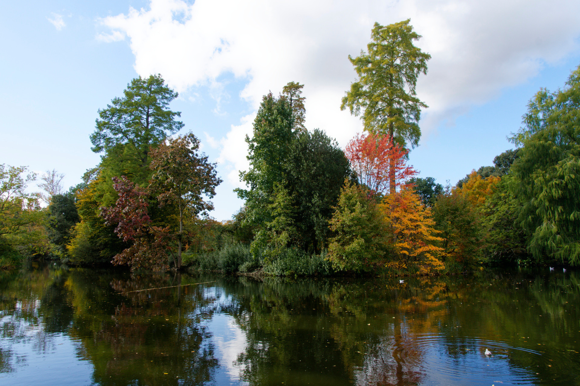 Trees stand on the edge of a lake, with their leaves being all kinds of colours. The trees are reflected in the lake.