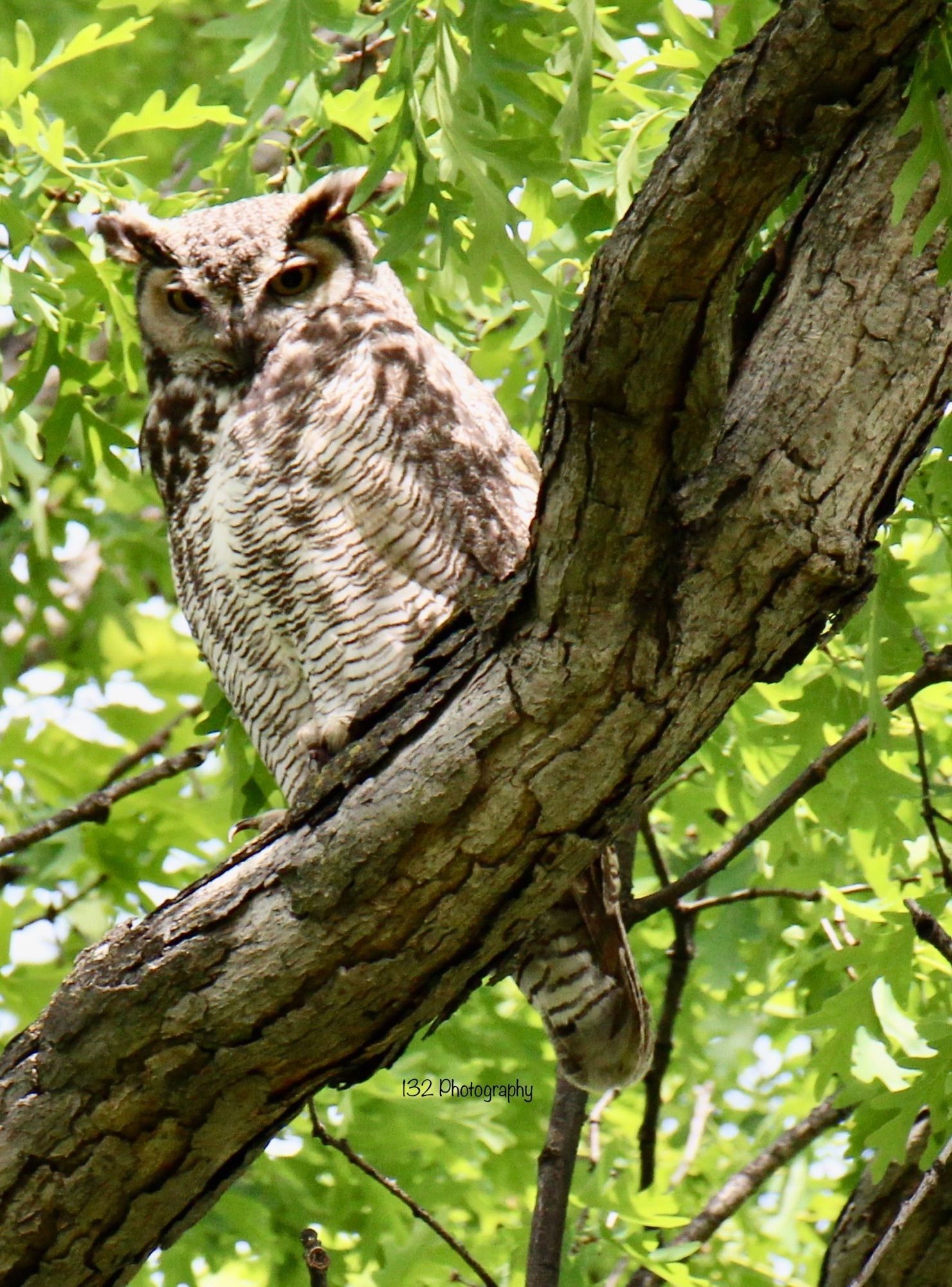 Great horned owl