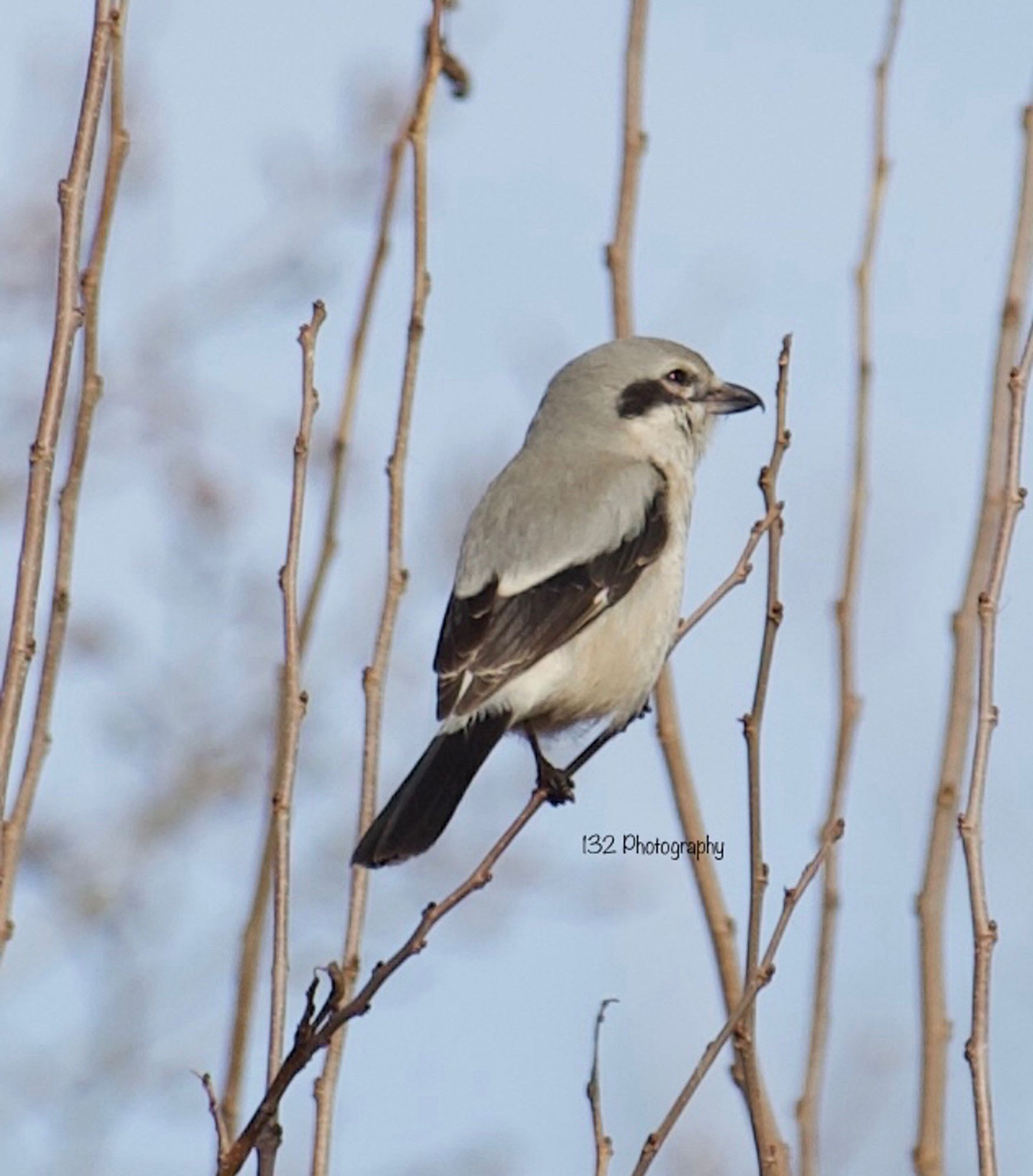 Northern Shrike looking south on a winter’s afternoon.