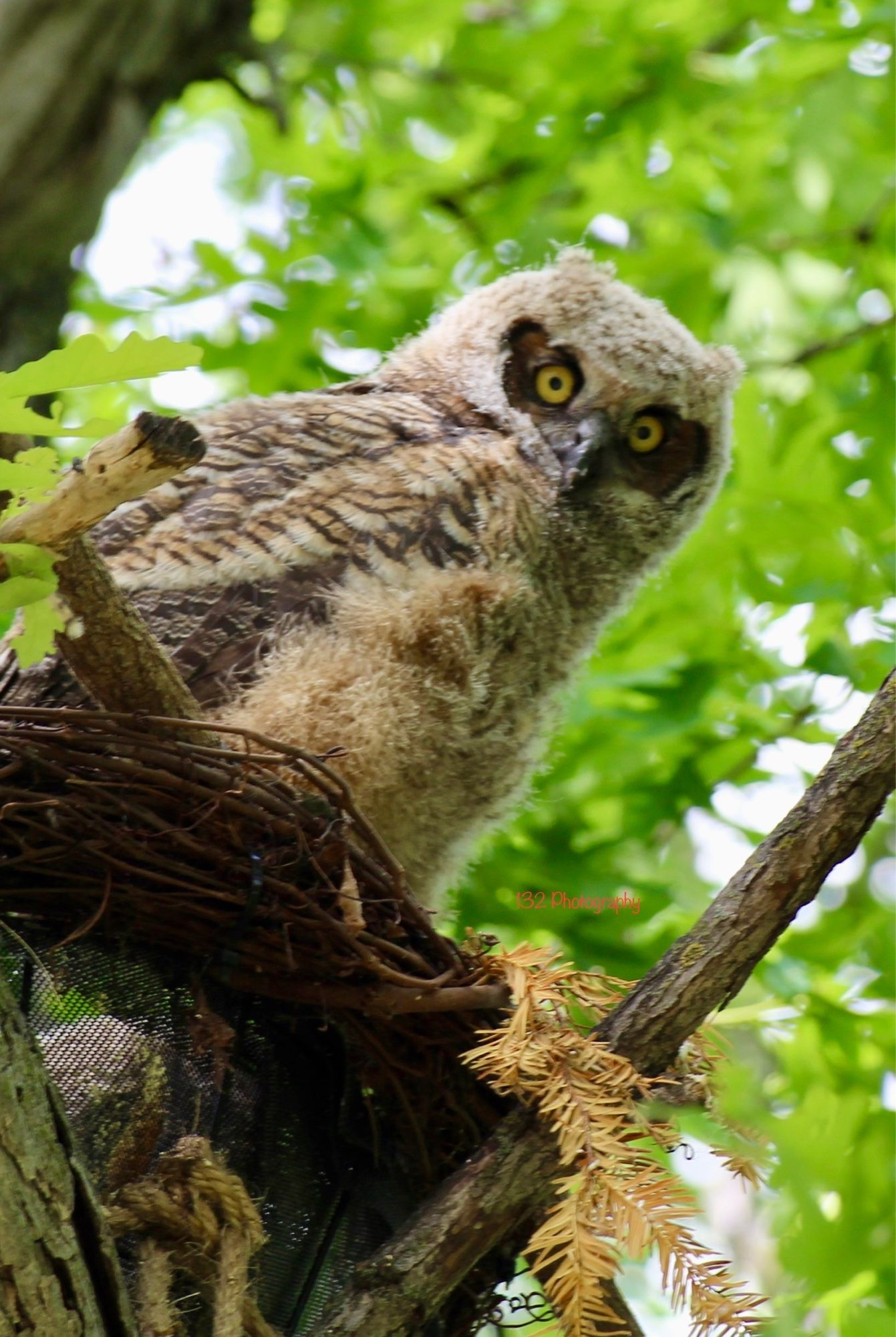 Great horned owlet looking at Jeffrey from its nest.