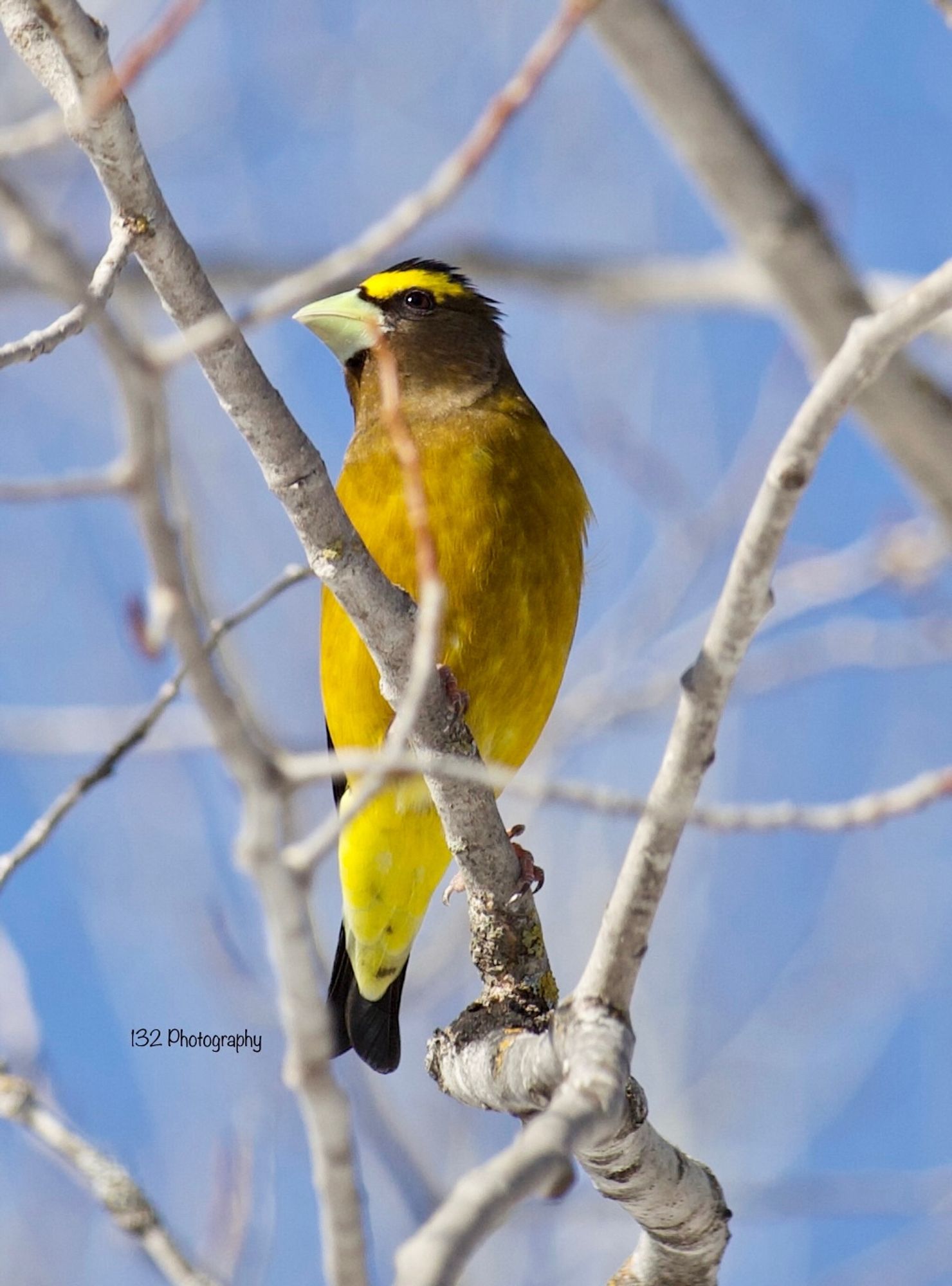 Evening Grosbeak