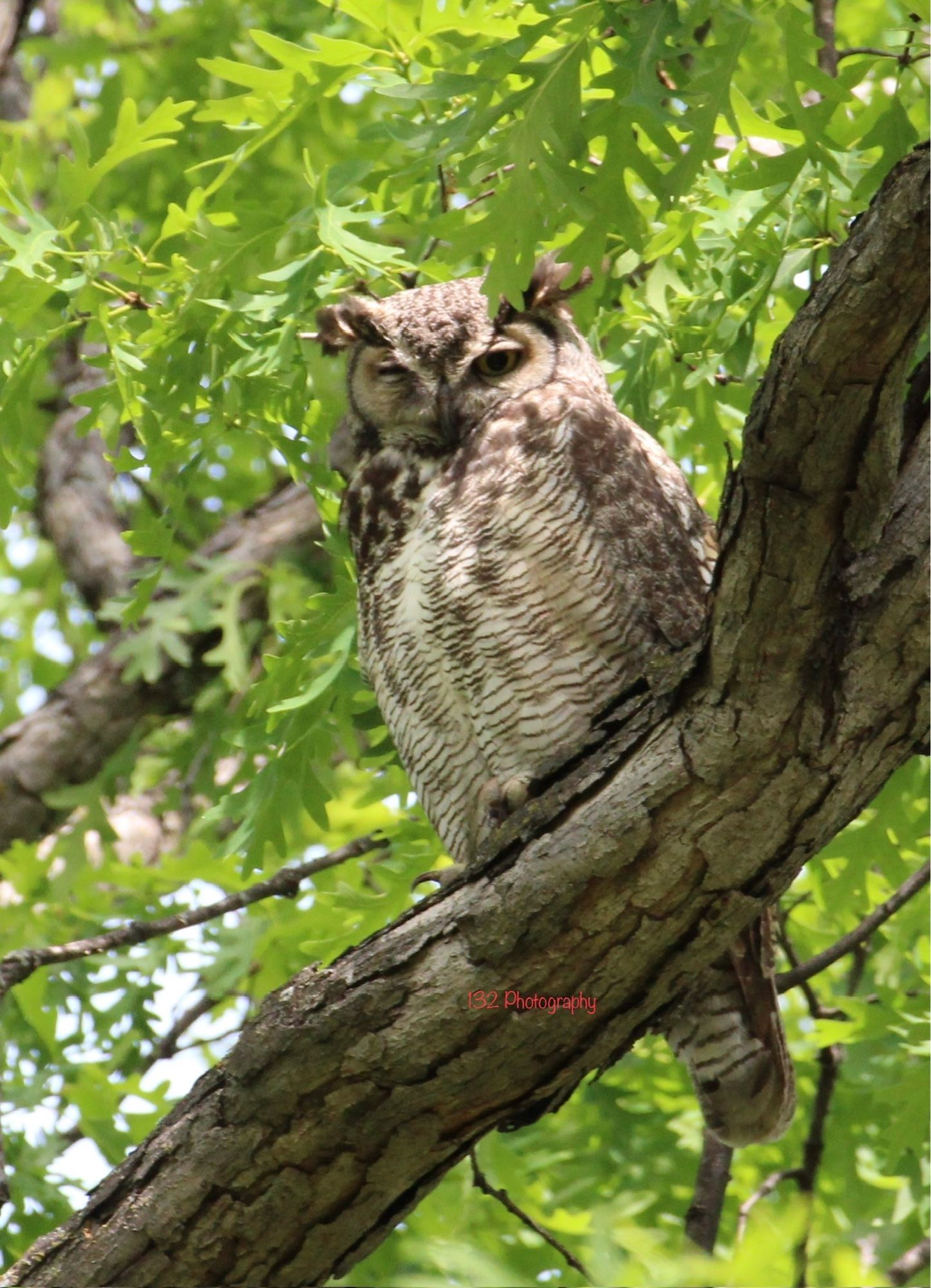 Great horned owl winking. No it’s not a euphemism.