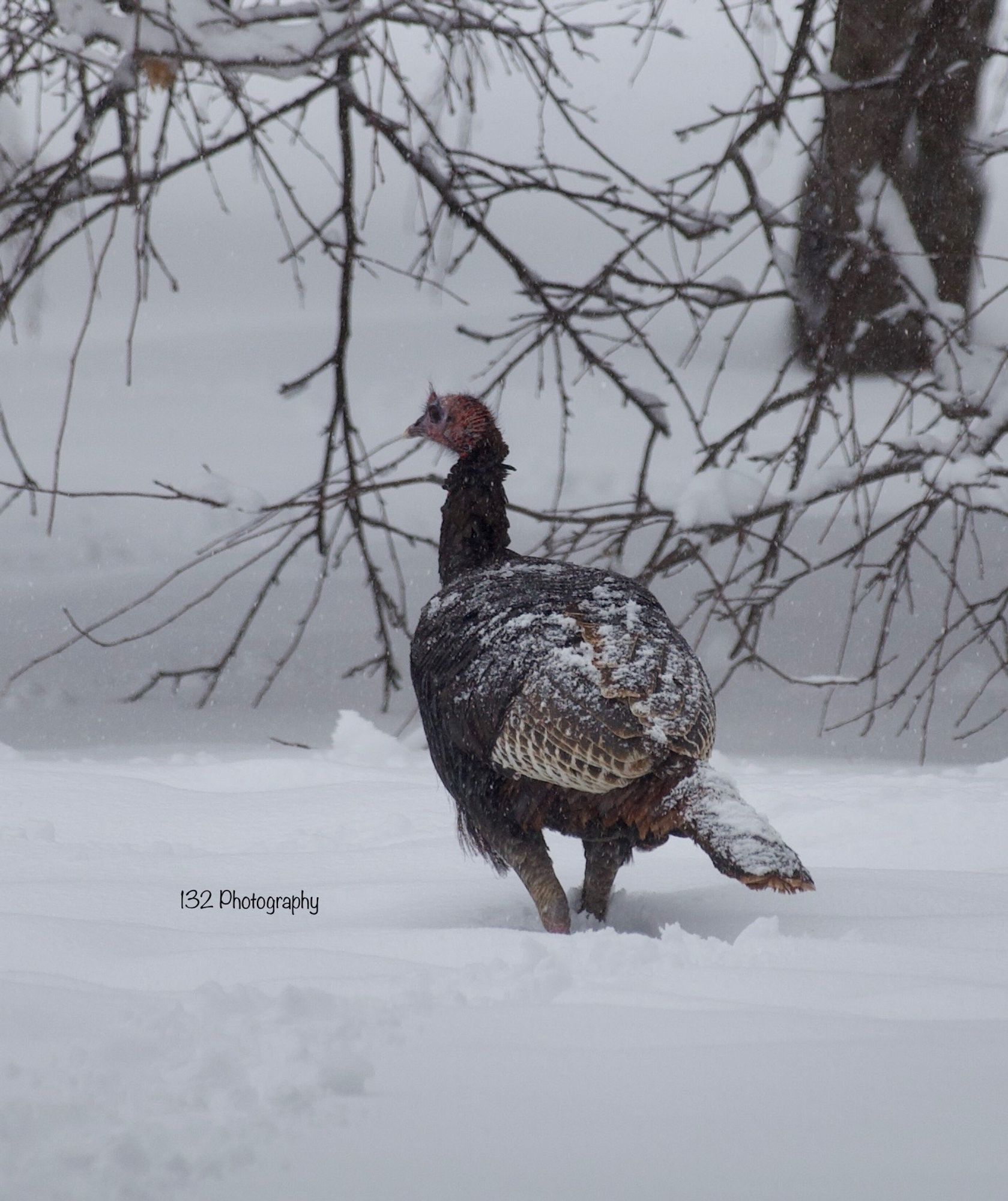 Turkey with snow dusting standing in deep snow.